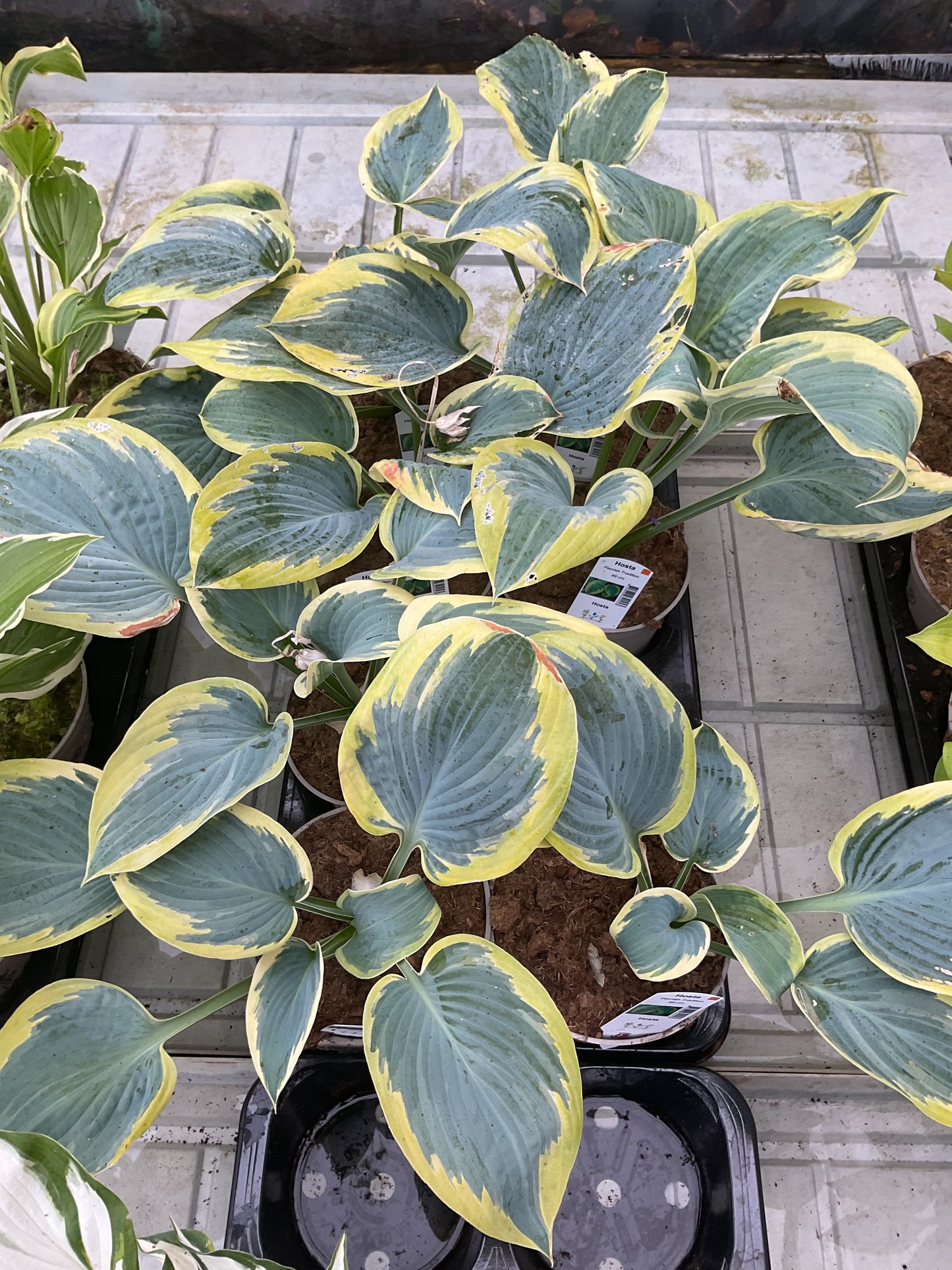 Hosta ‘Flemish Tradition’ P15
