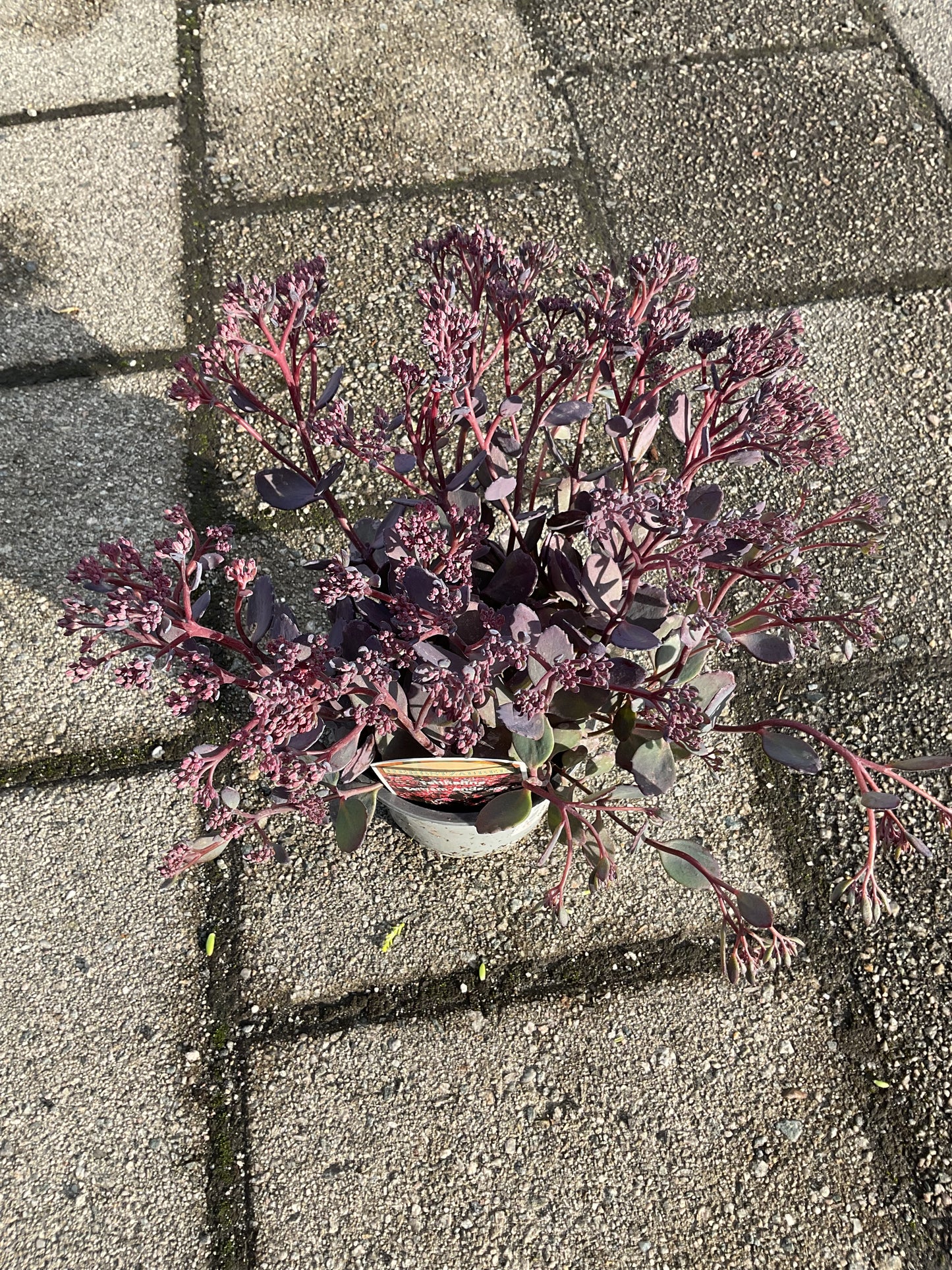 Sedum hybrid ‘Bertram Anderson’ P13