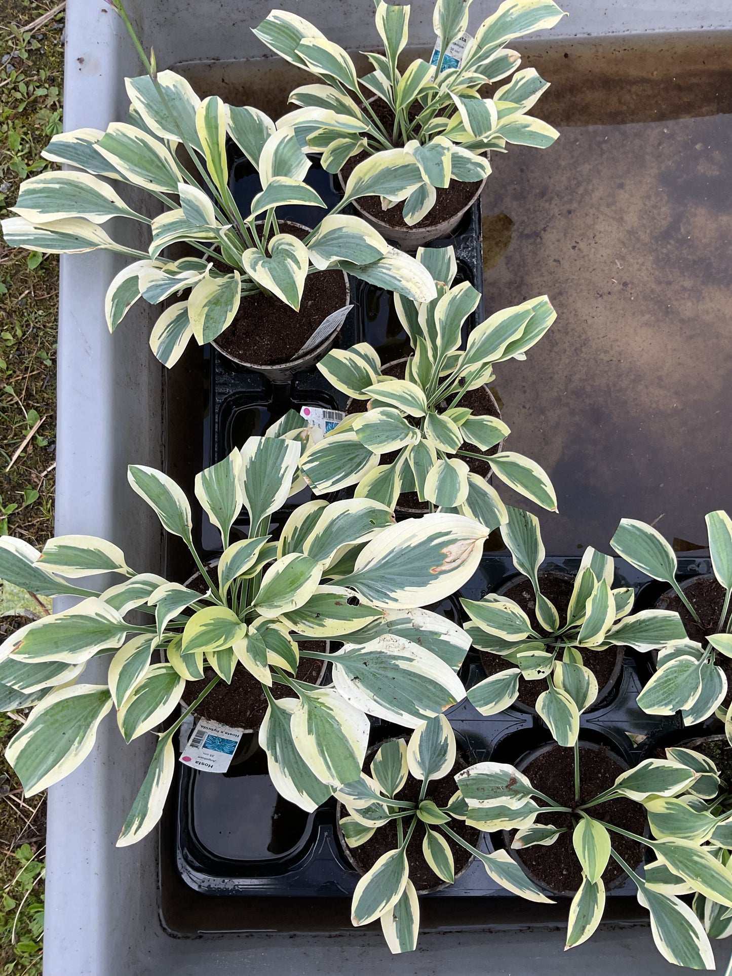 Hosta ‘Angelique’ P15