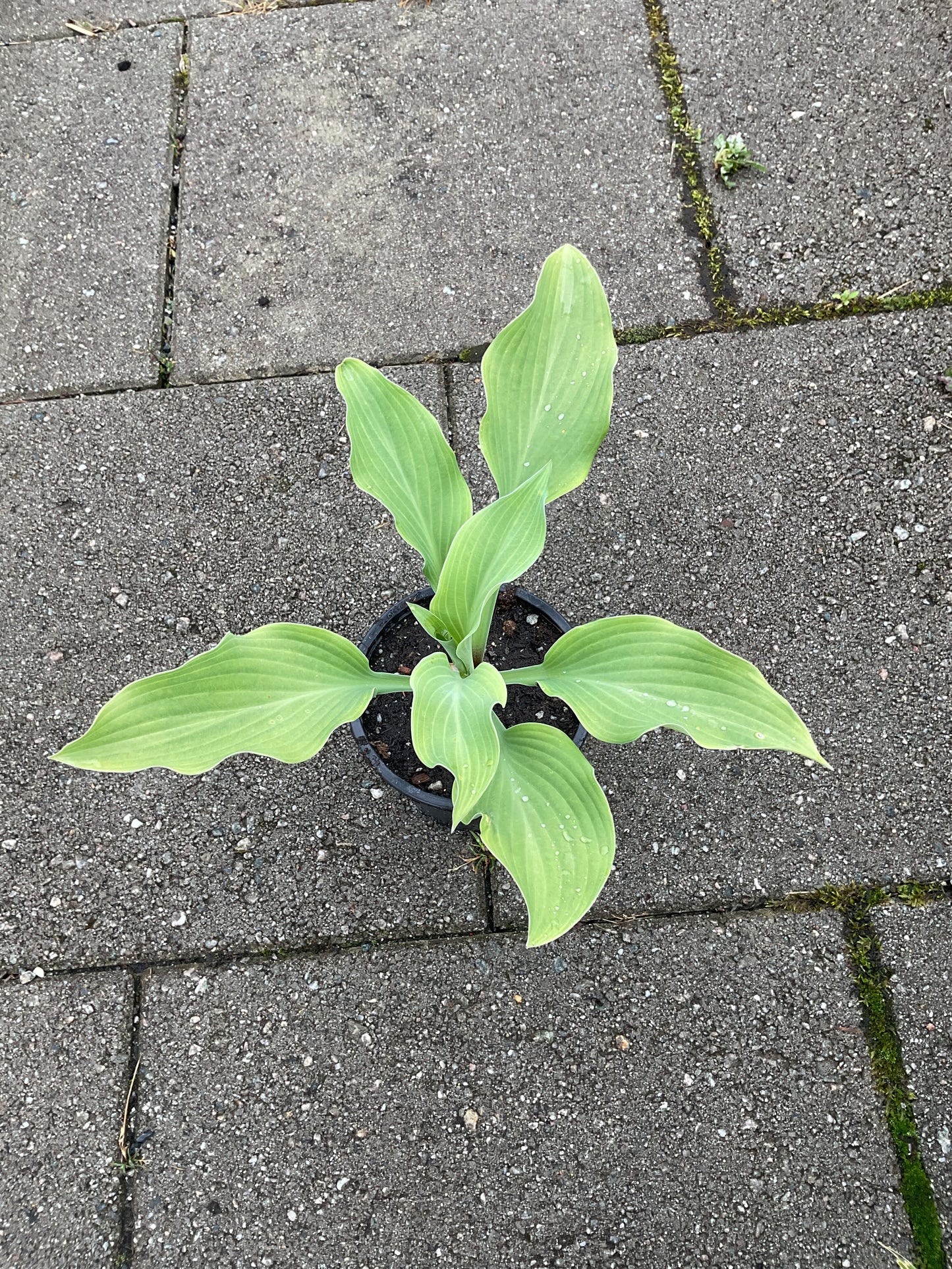 Hosta ‘Blue Angel’ P12