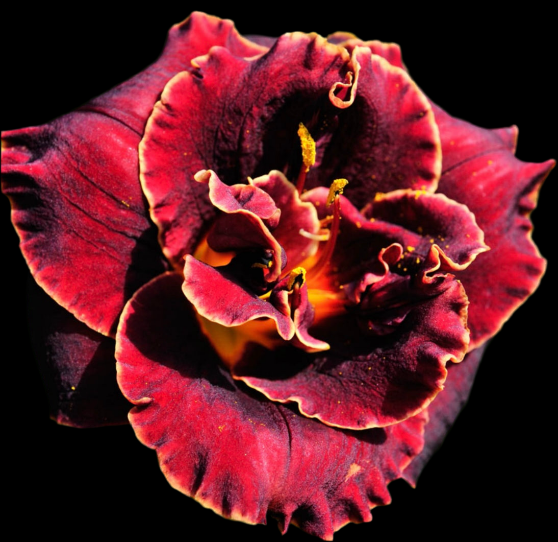 Hemerocallis ‘Night Embers’ P11x11