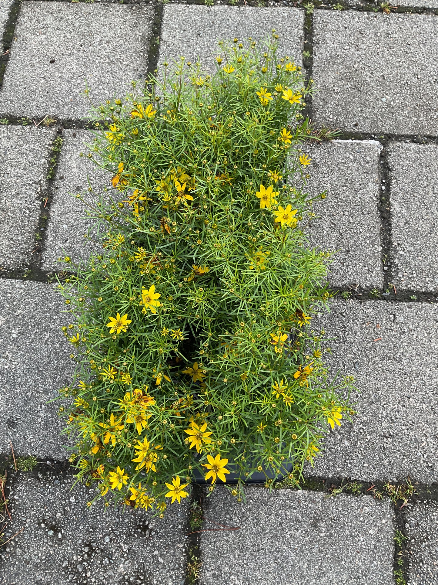 Coreopsis verticillata ‘Zagreb’ P13