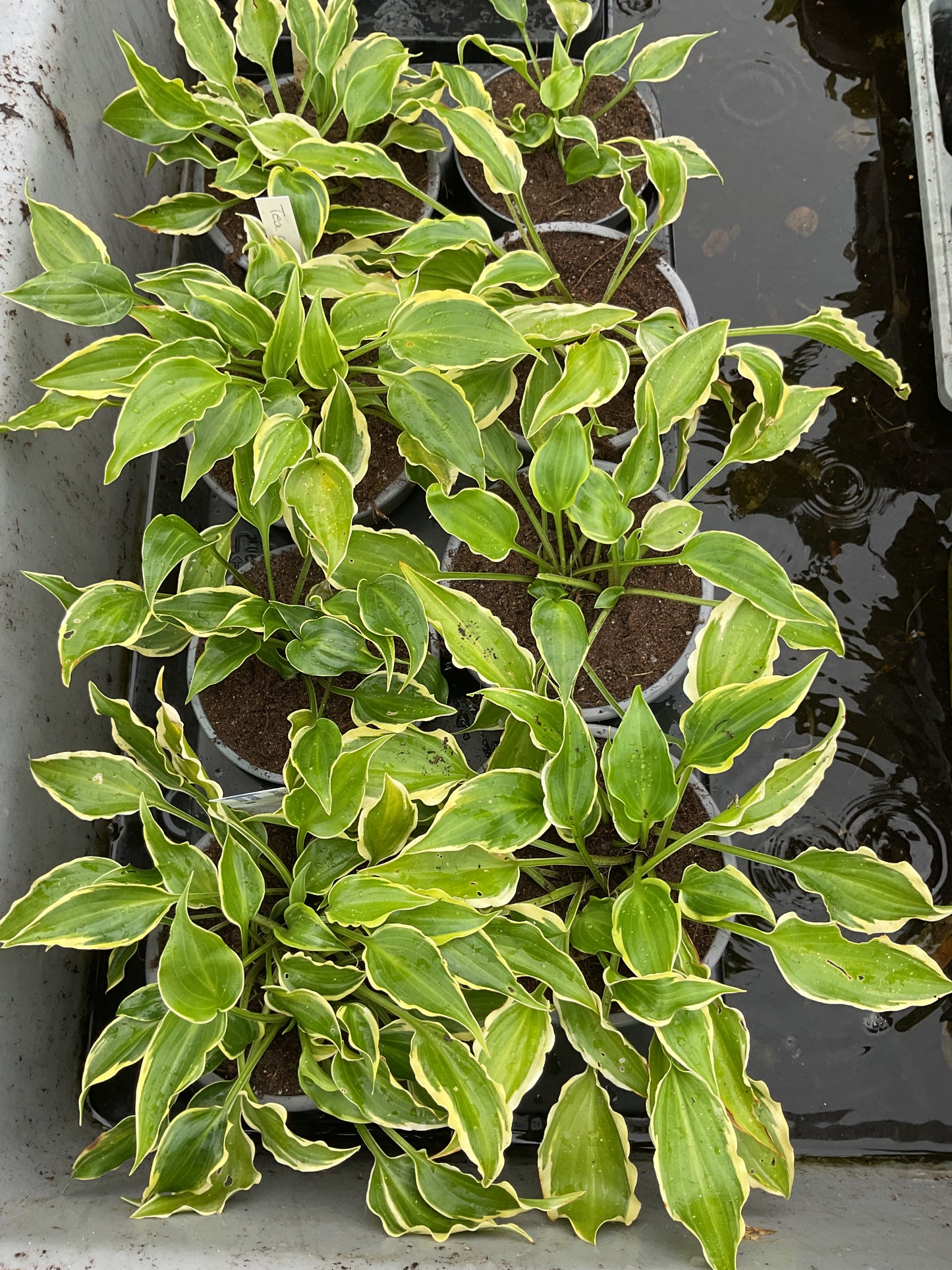 Hosta ‘Tea at Bettys’