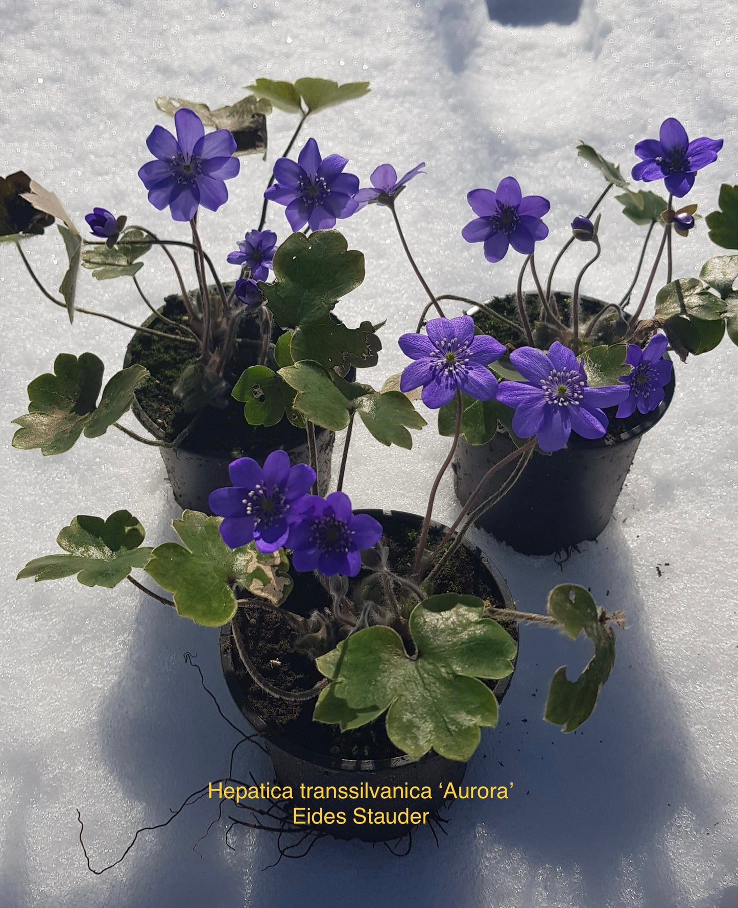 Hepatica transsilvanica ‘Aurora’