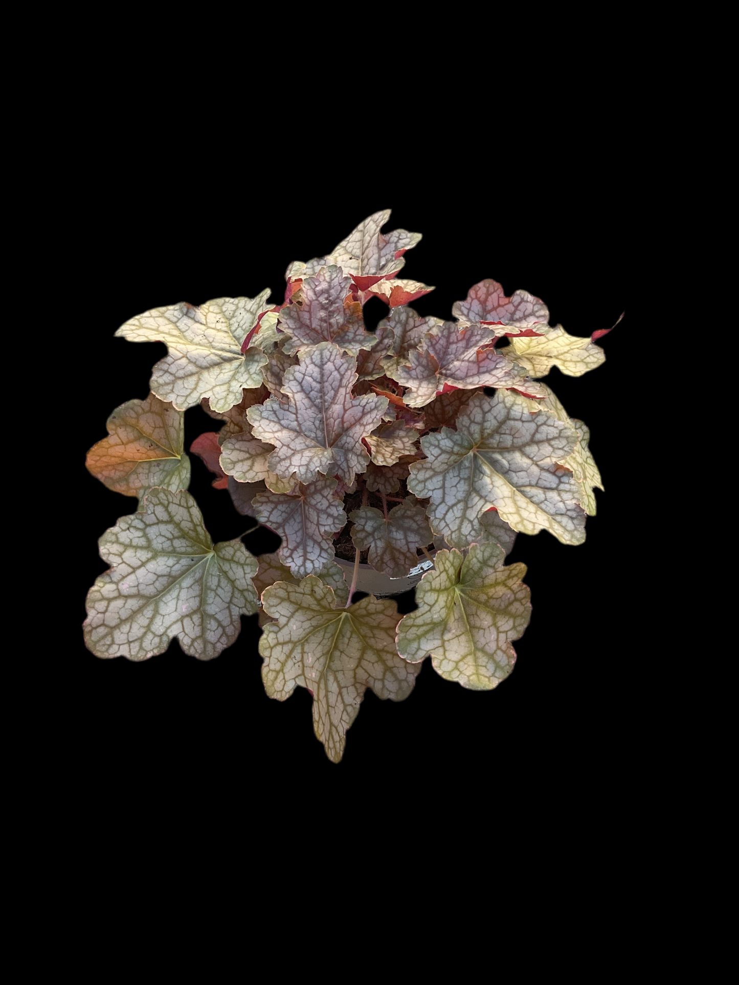 Heuchera ‘Ginger Ale’ P15