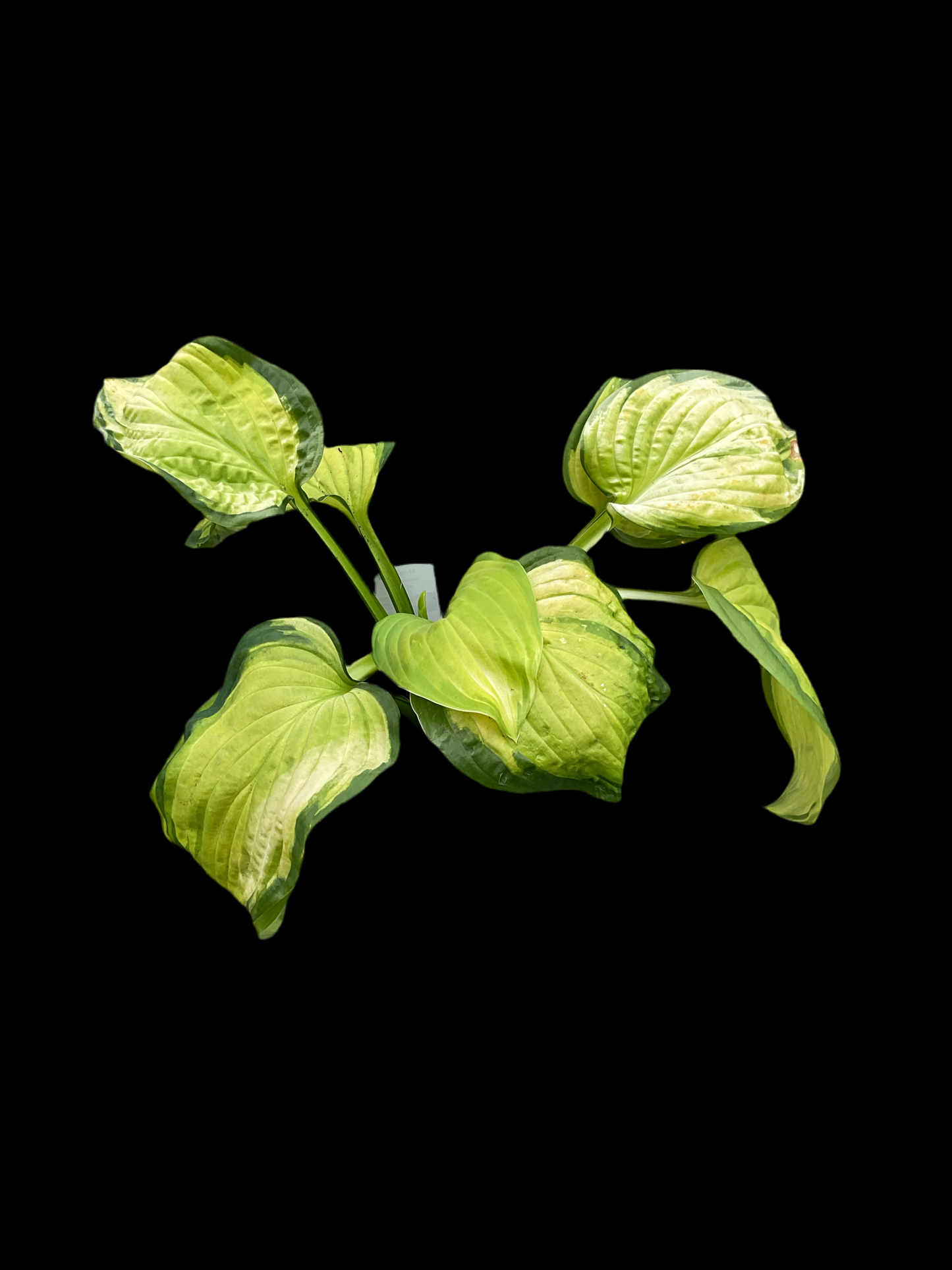 Hosta ‘Stained Glass’