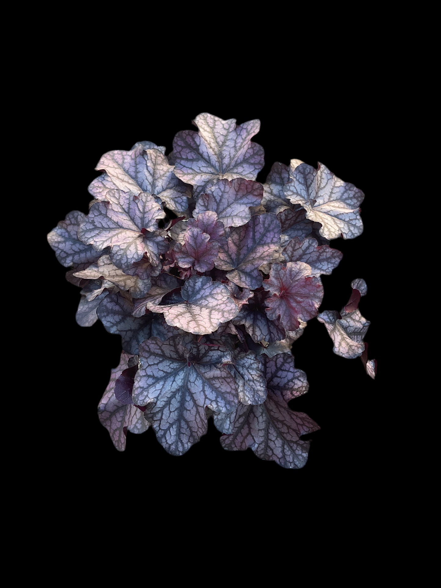 Heuchera ‘Mulberry’ P15