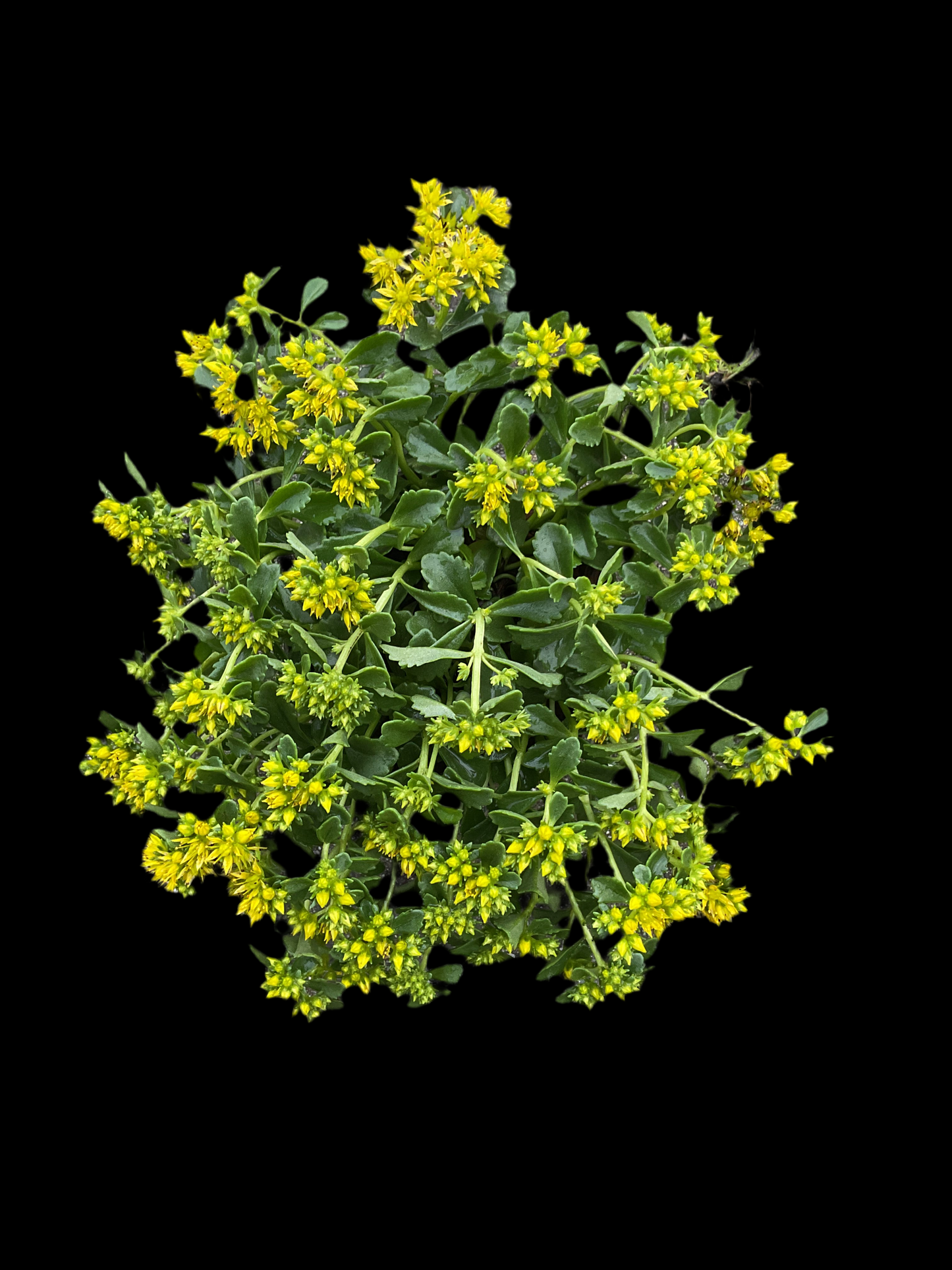 Sedum floriferum ‘Little Miss Sunshine’ P12