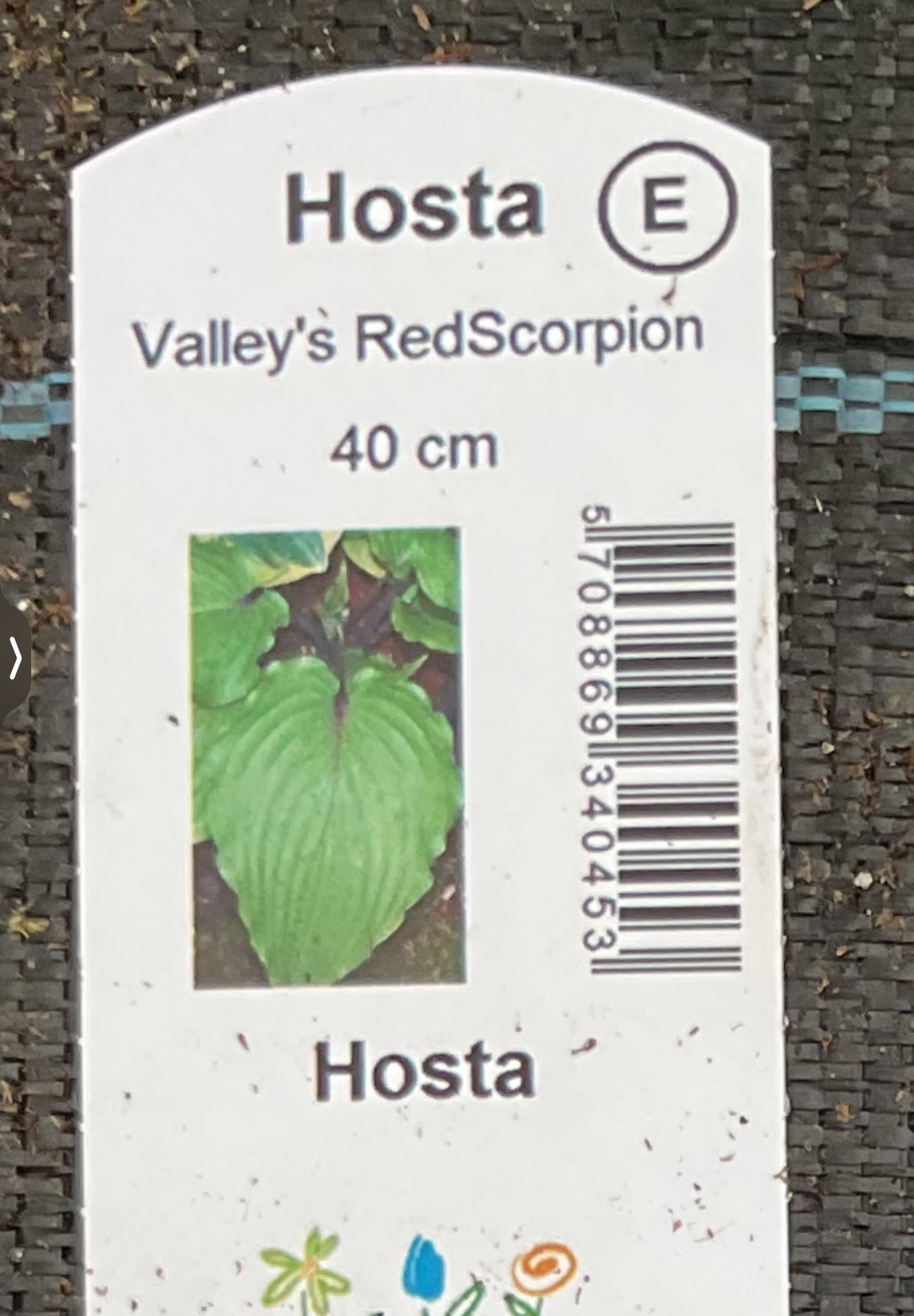 Hosta ‘Valley’s Red Scorpion’ P15
