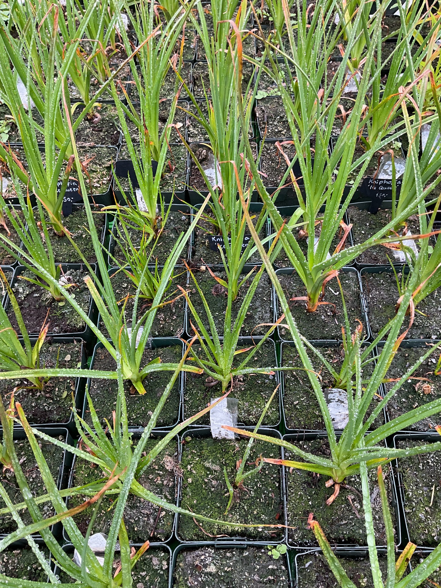 Kniphofia ‘Ice Queen’ P11x11