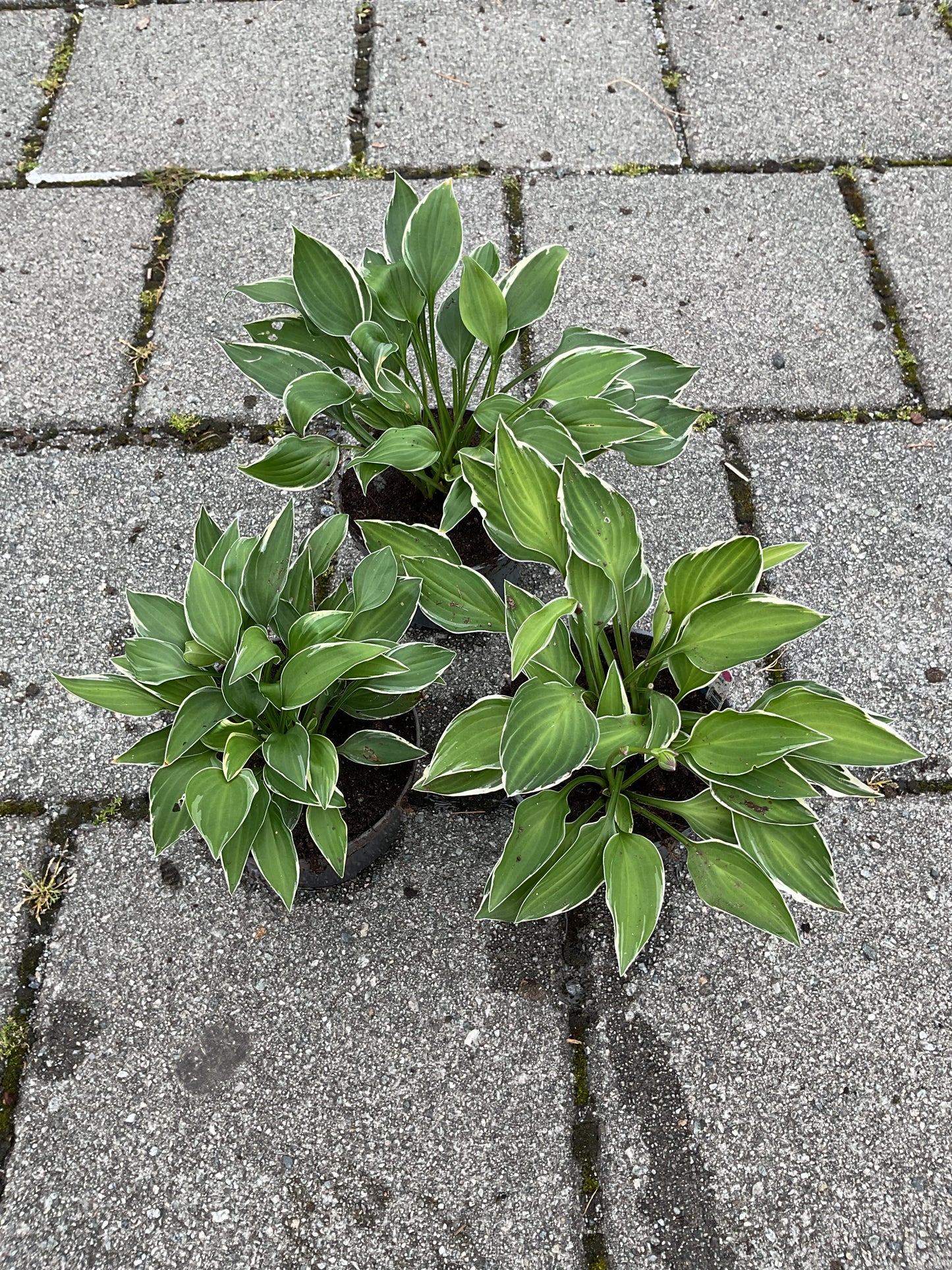 Hosta ‘Allan P. McConnell’ P12