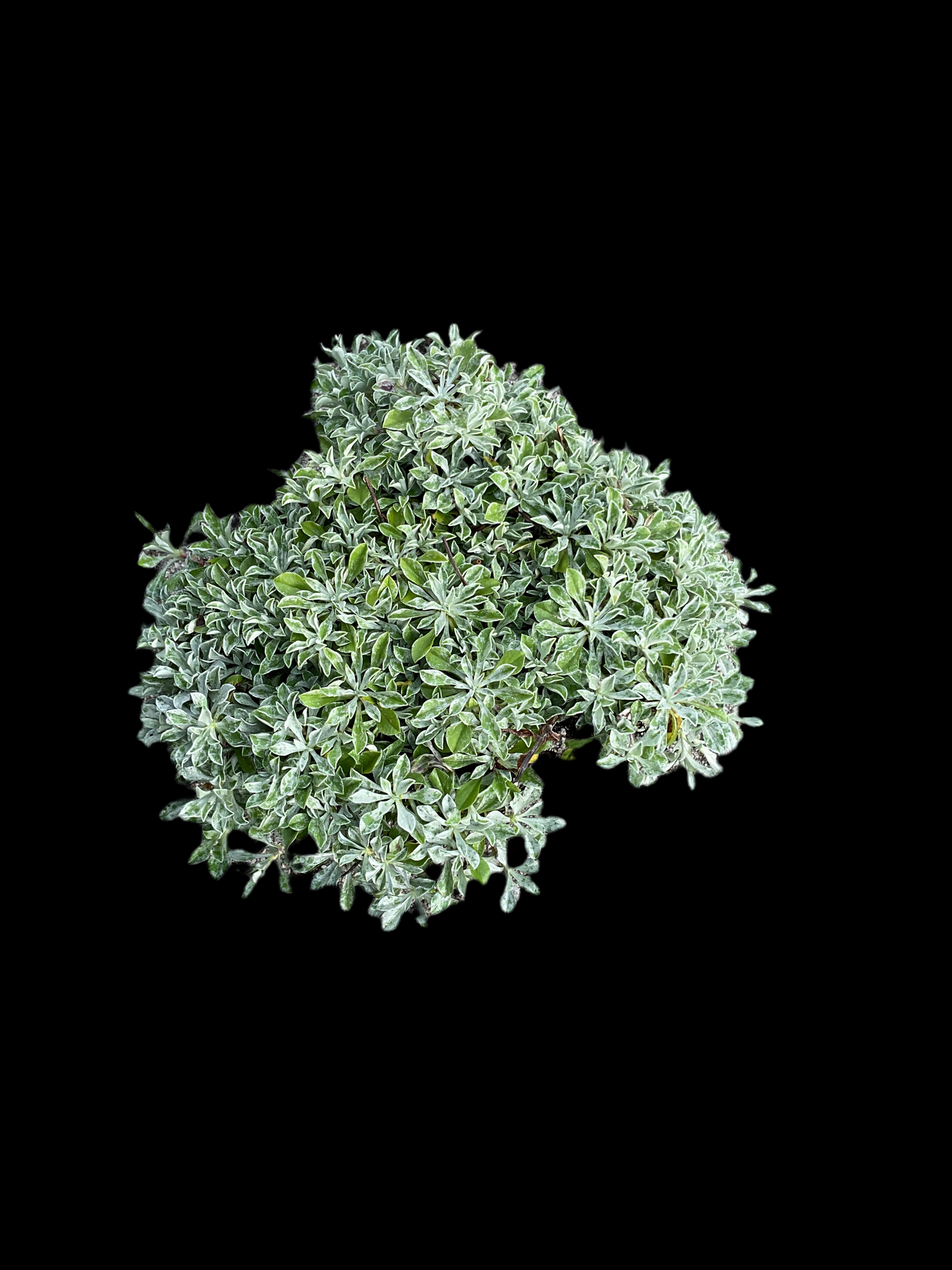 Antennaria dioica P13