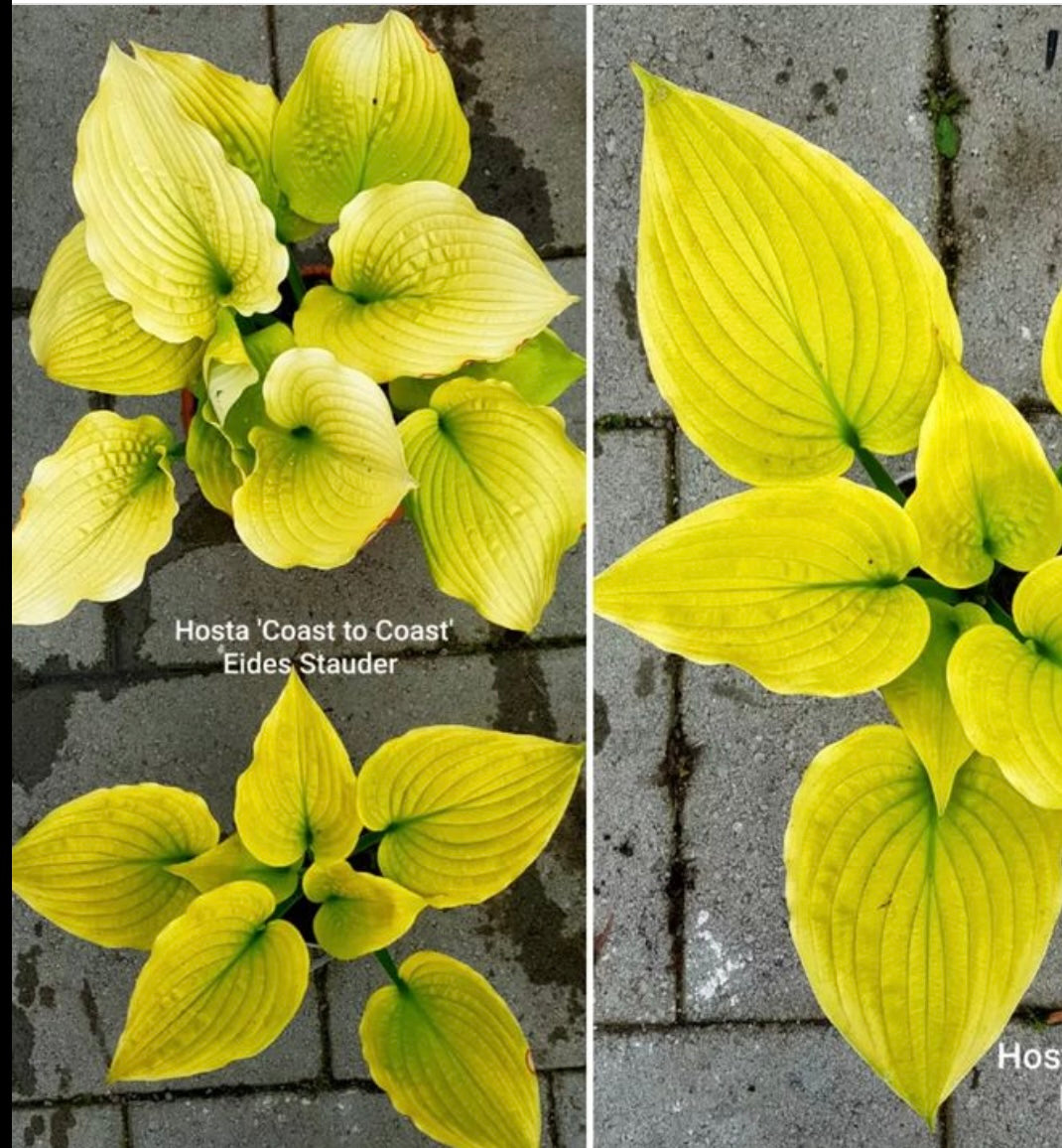 Hosta ‘Coast to Coast’