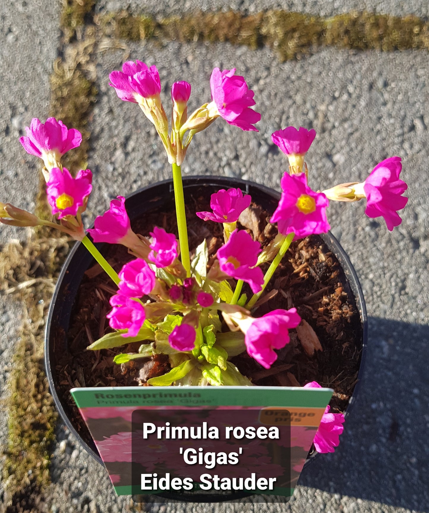 Primula rosea ‘Gigas’