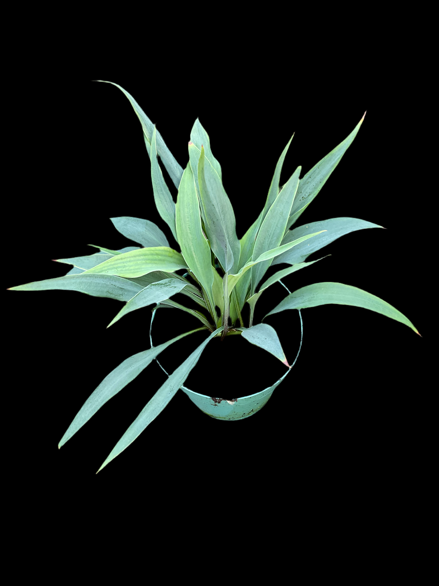 Hosta ‘Tilt-A-Whirl’ P13