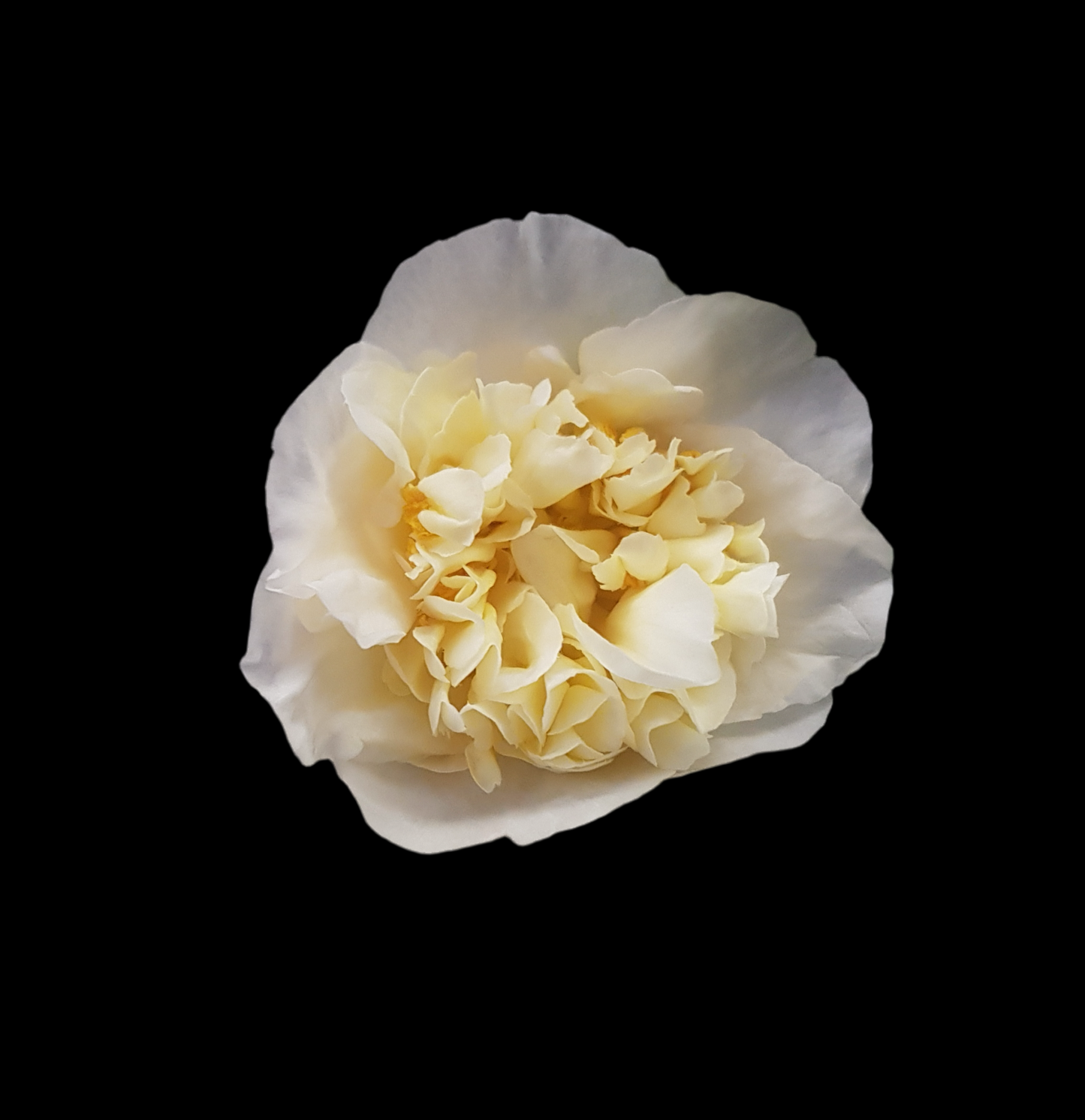 Camellia japonica ‘Brushfield’s Yellow’