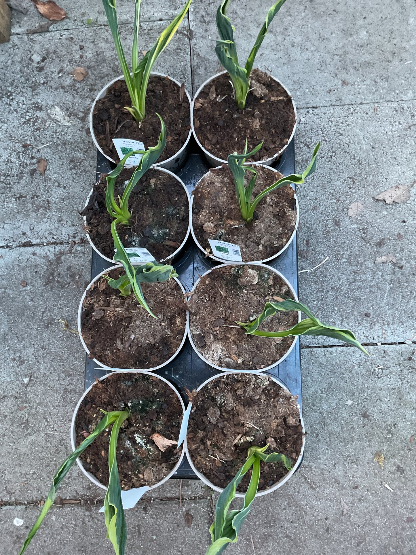 Hosta ‘Hands Up’ P15