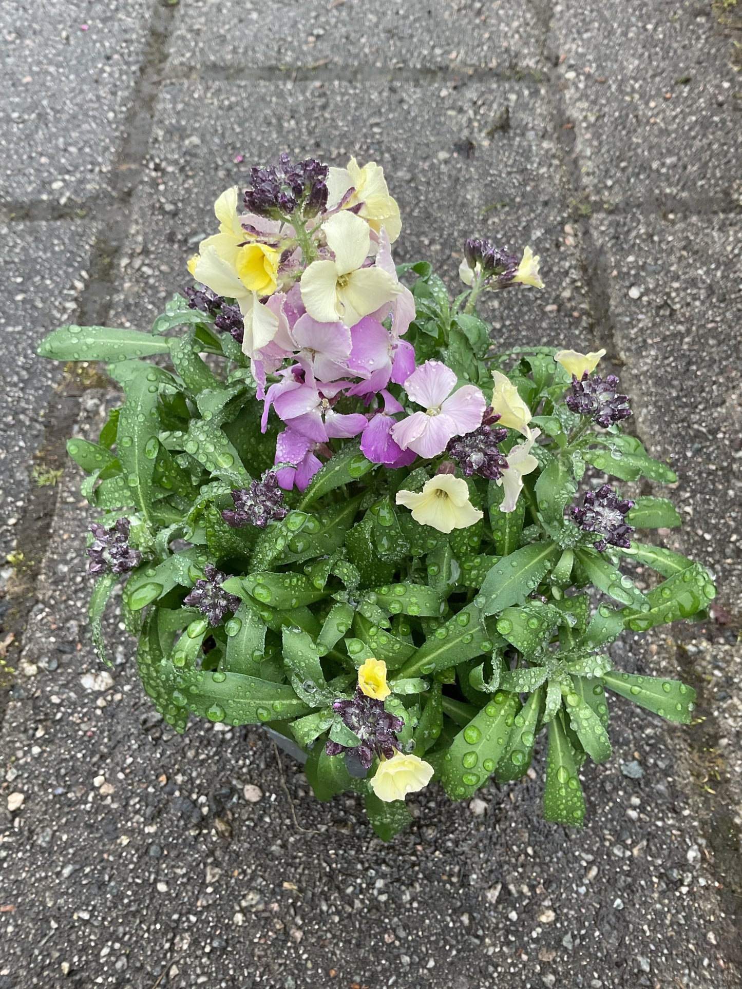 Erysimum cheiri P12