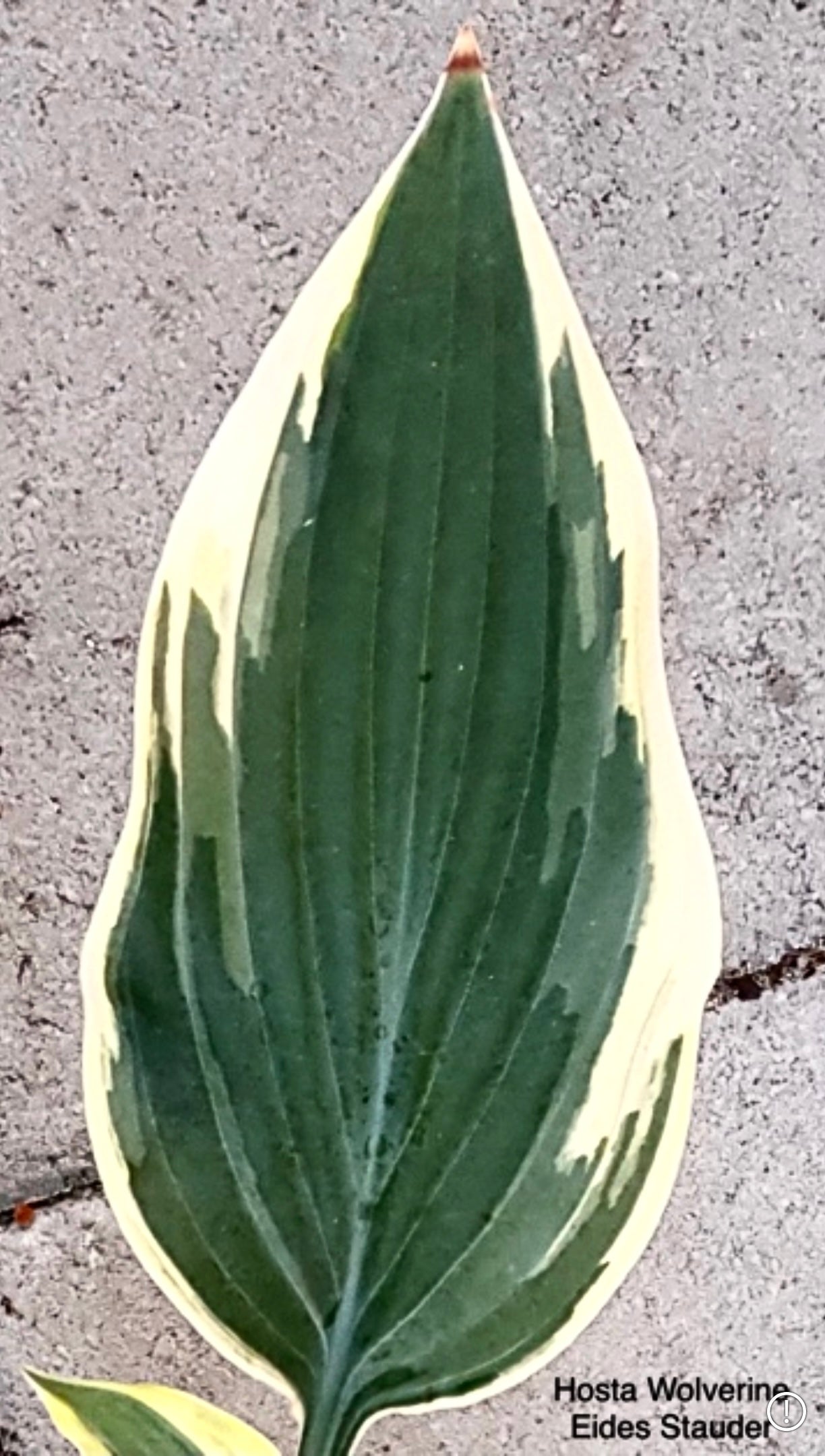 Hosta ‘Wolverine’