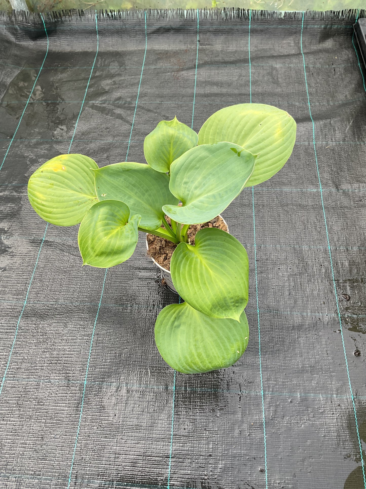Hosta ‘Black Beauty’ P15