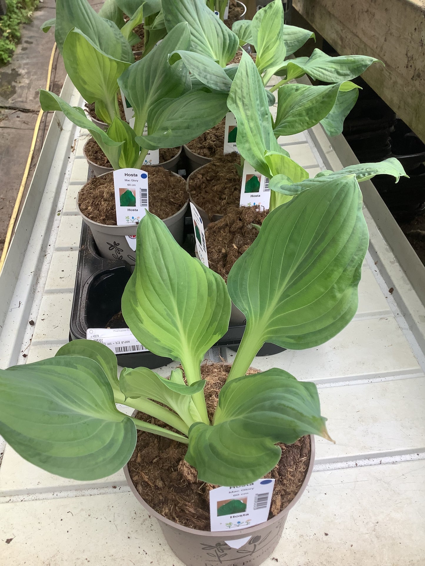 Hosta ‘Mac Glory’ P15