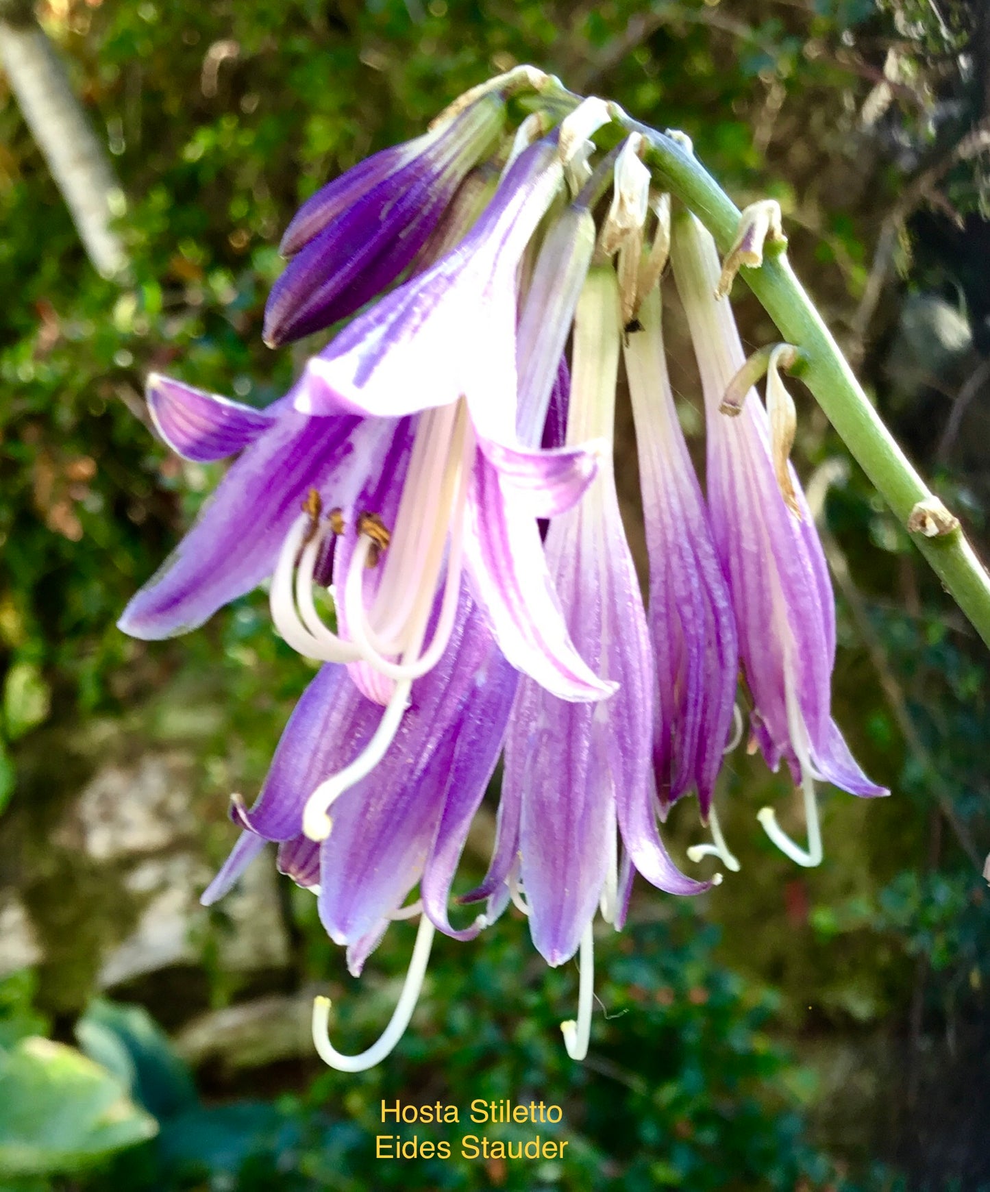 Hosta ‘Stiletto’