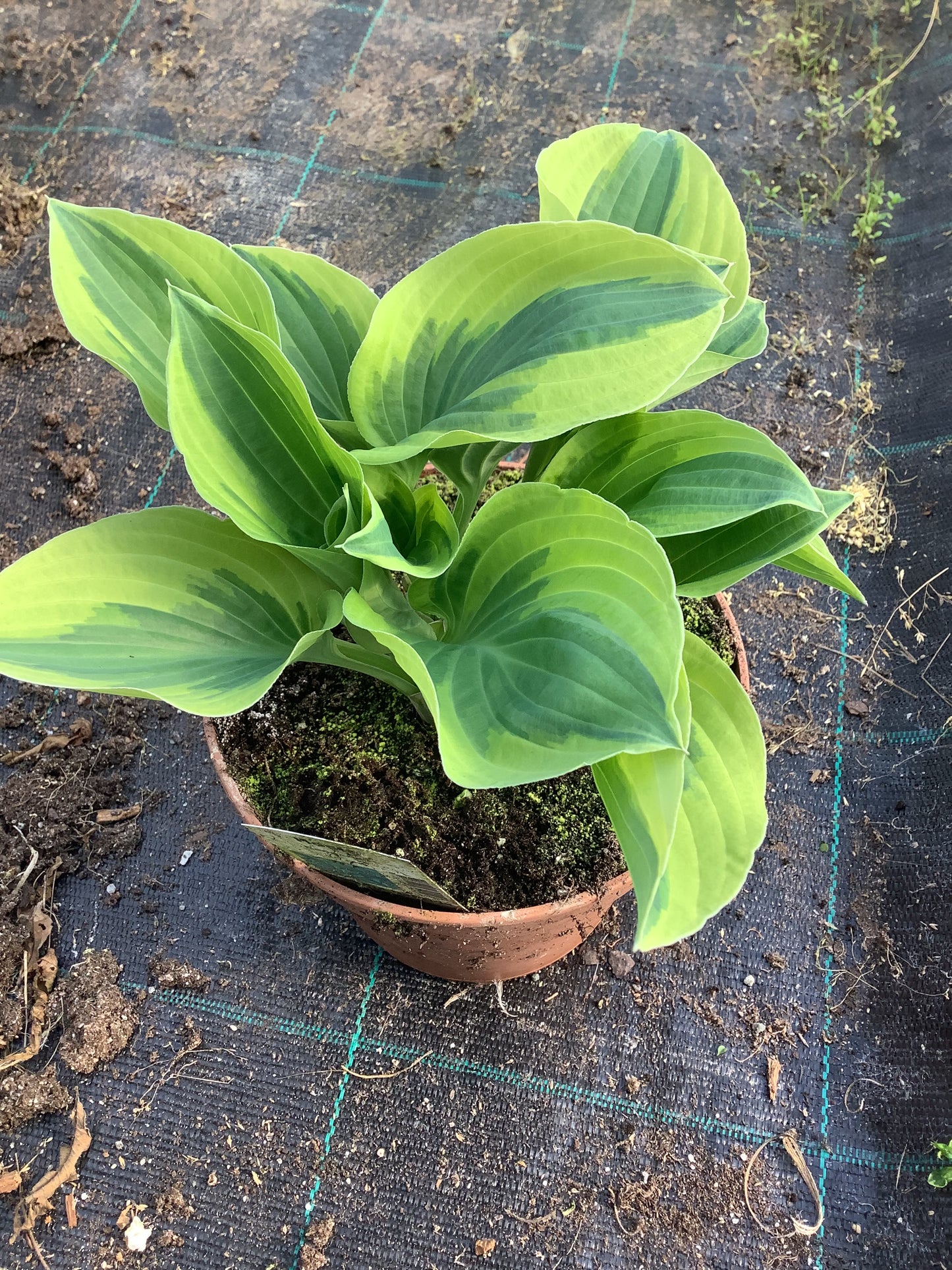 Hosta ‘Bedazzled’