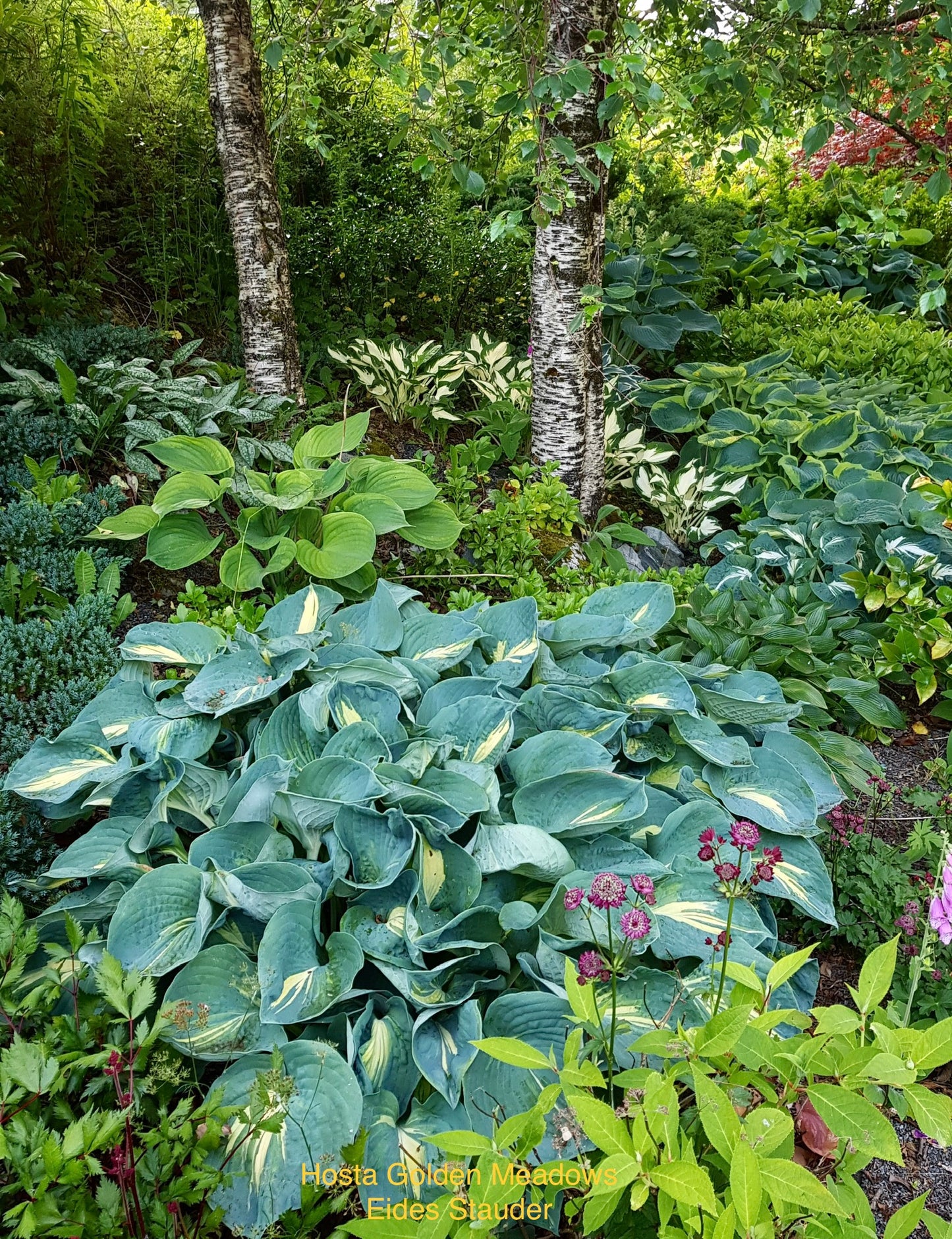 Hosta ‘Golden Meadows’ P15