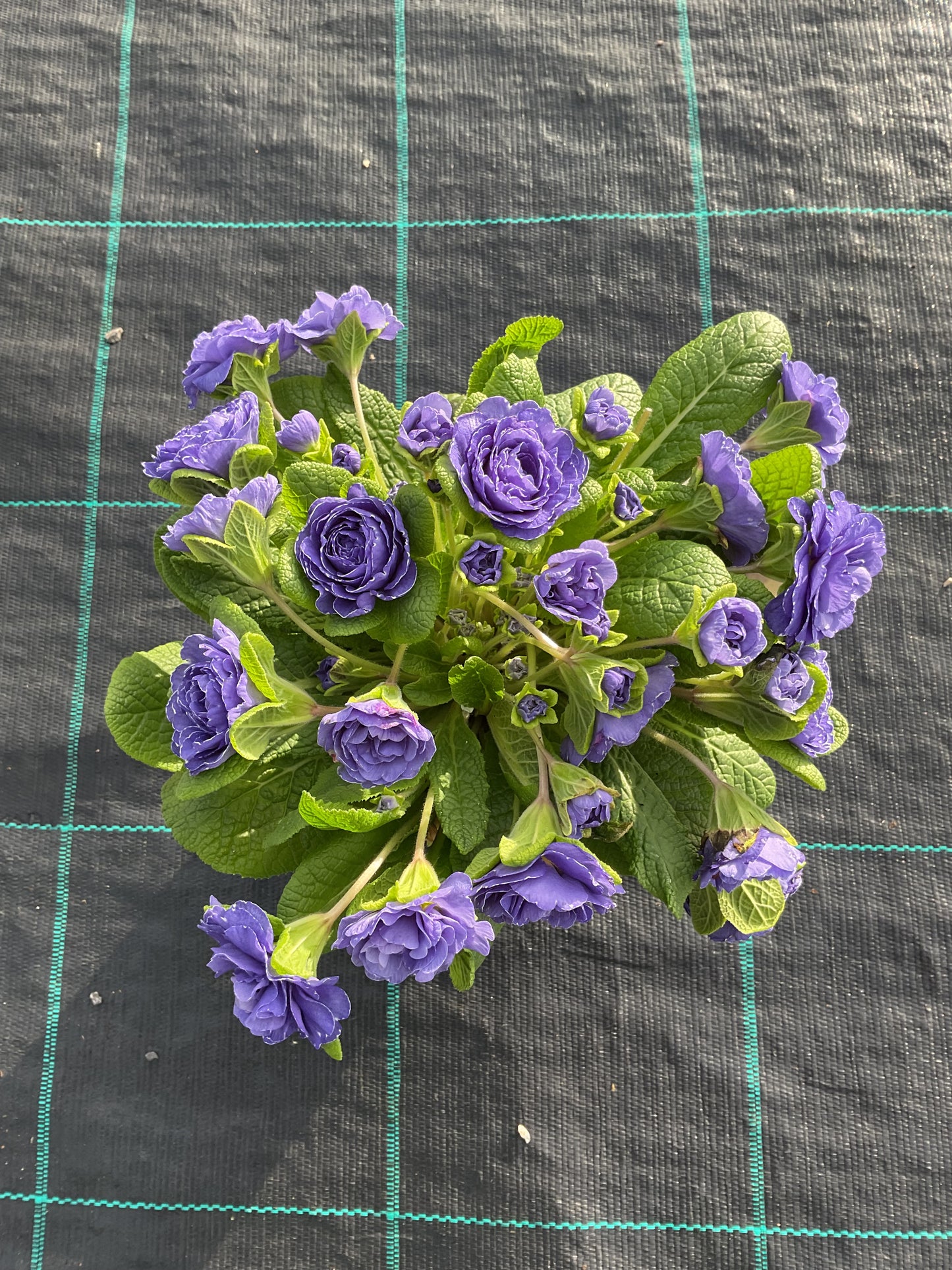 Primula Belarina ‘Blue Bird’ P12