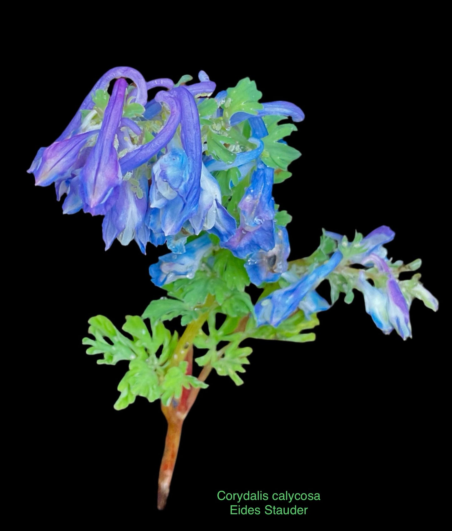 Corydalis calycosa P17