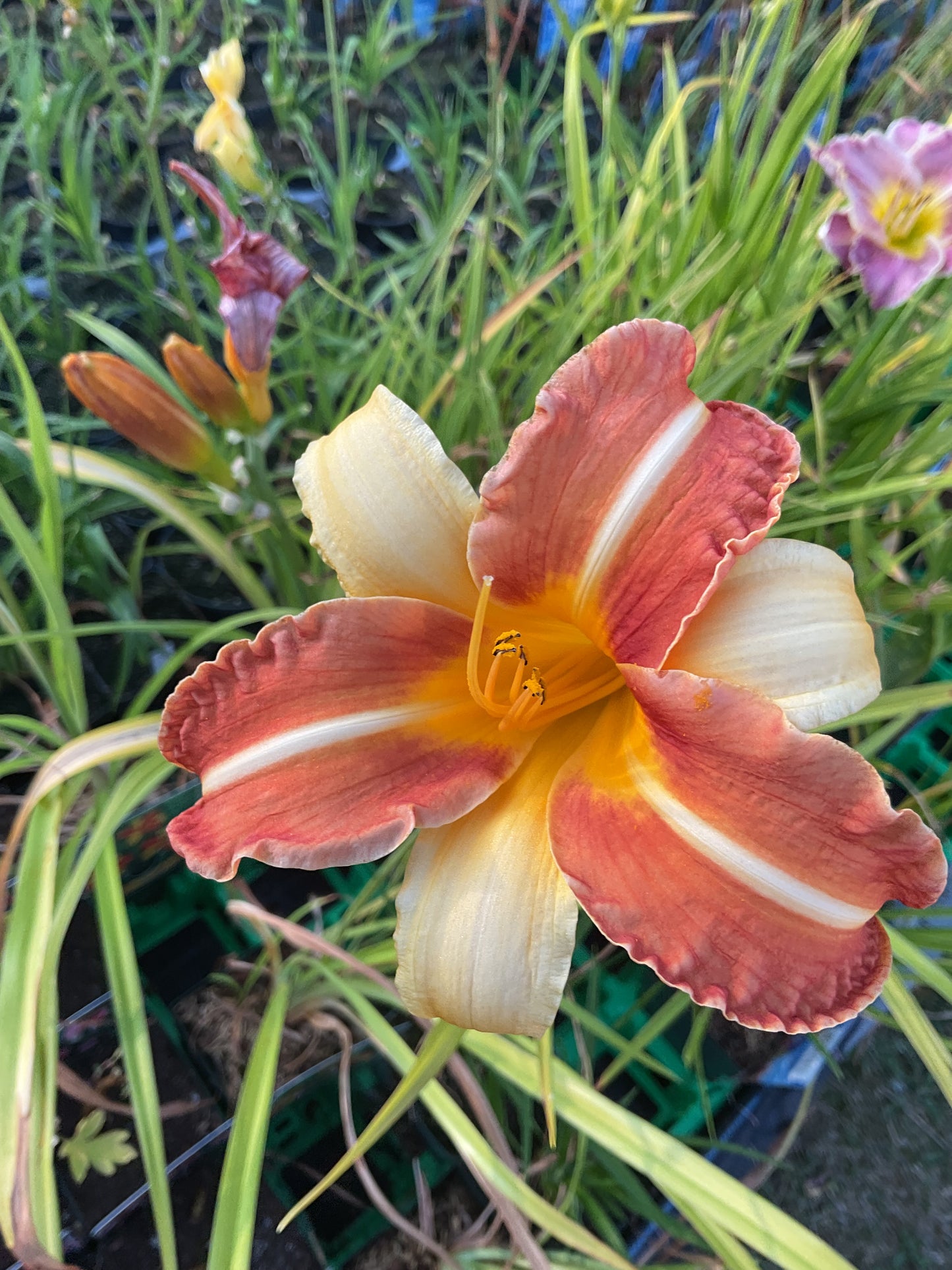 Hemerocallis ‘Frans Hals’