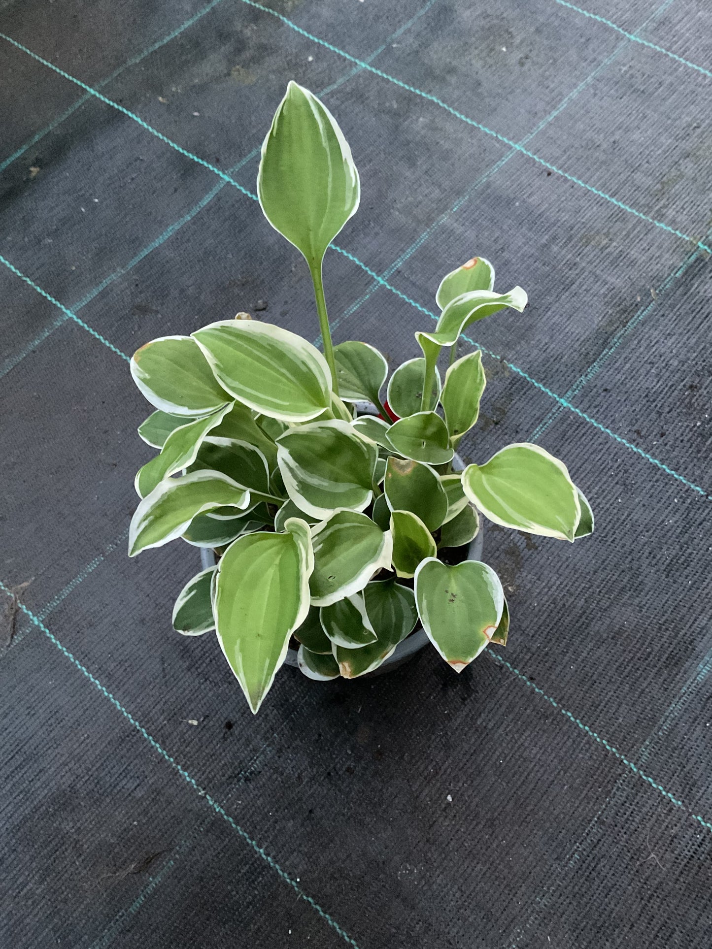 Hosta ‘Diamond Tiara’