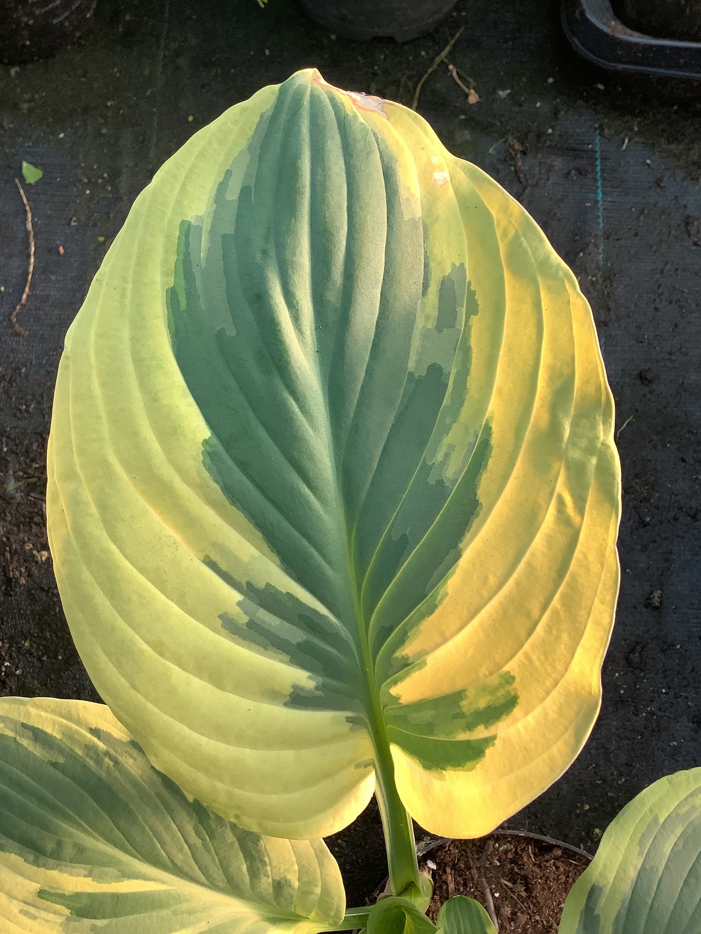 Hosta ‘Carnival’