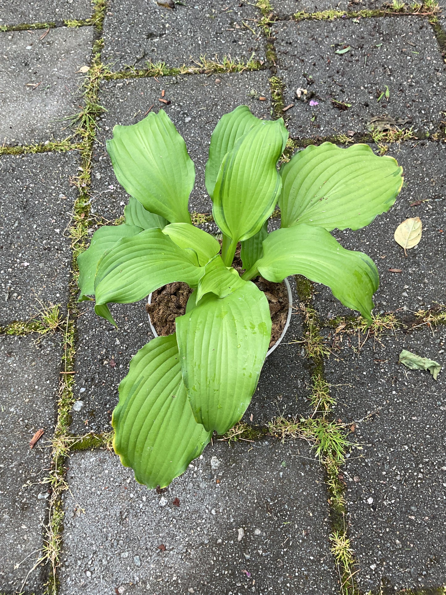 Hosta ‘First Dance’ P15