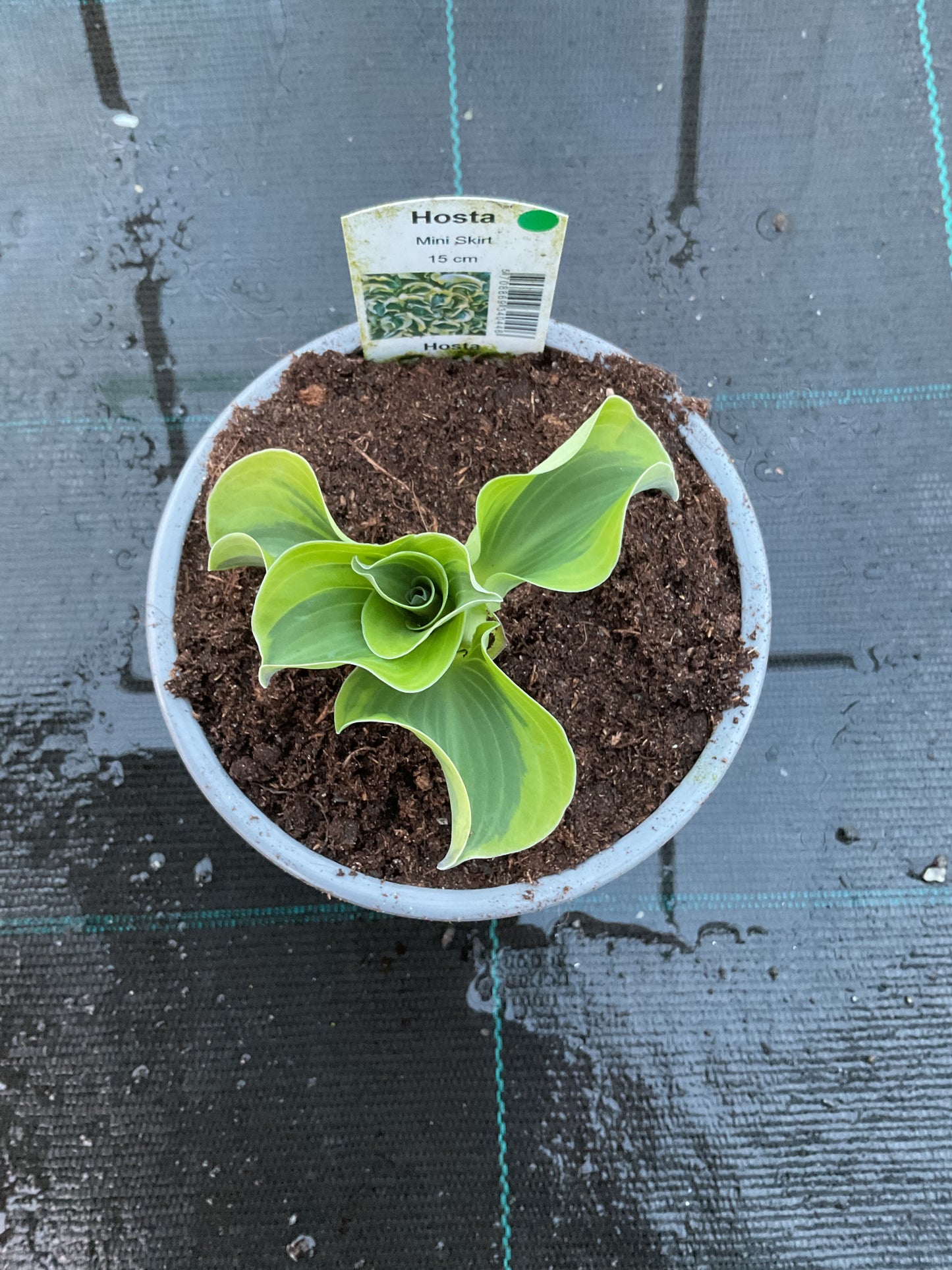 Hosta ‘Mini Skirt’ P12