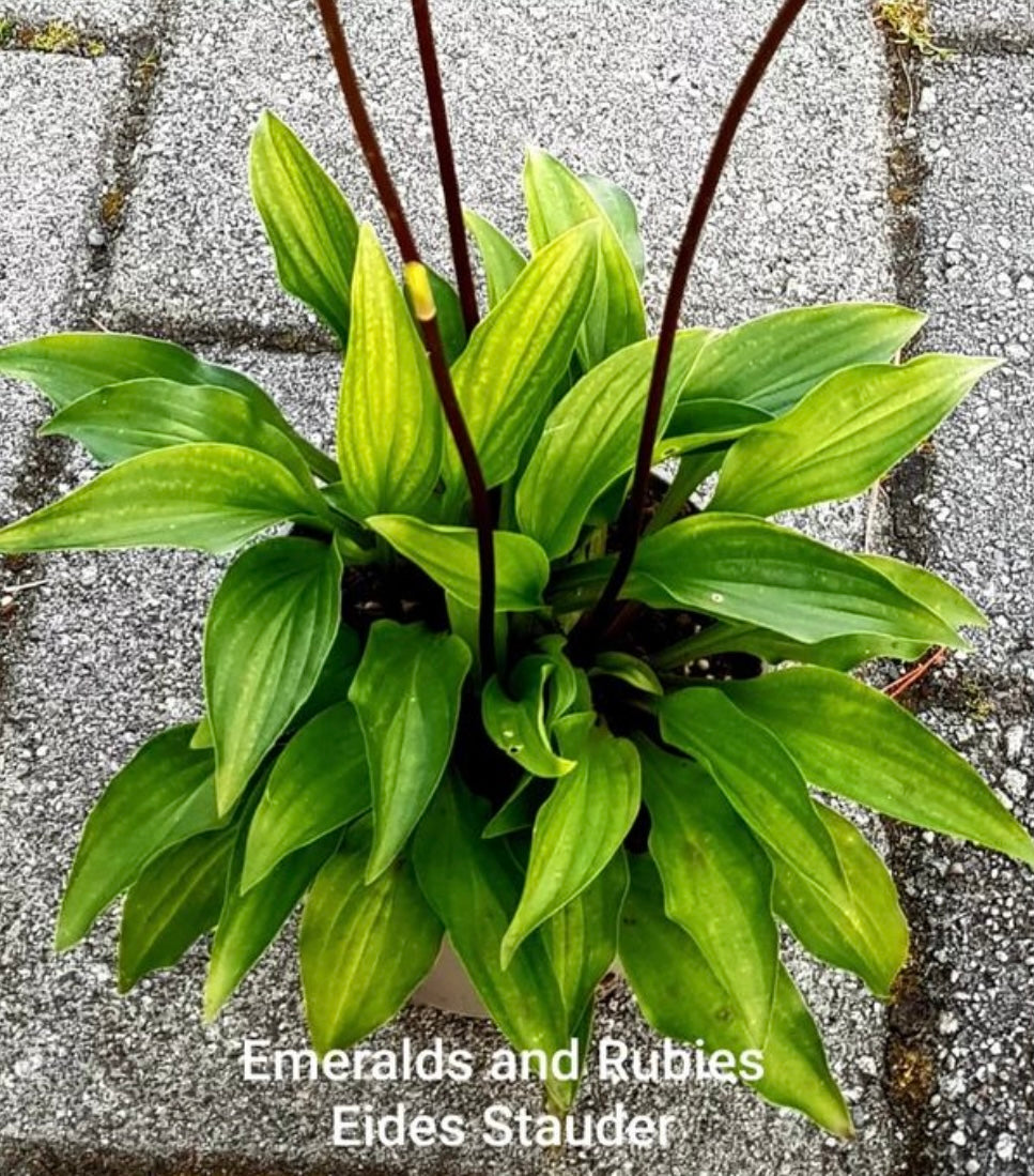 Hosta ‘Emeralds and Rubies’
