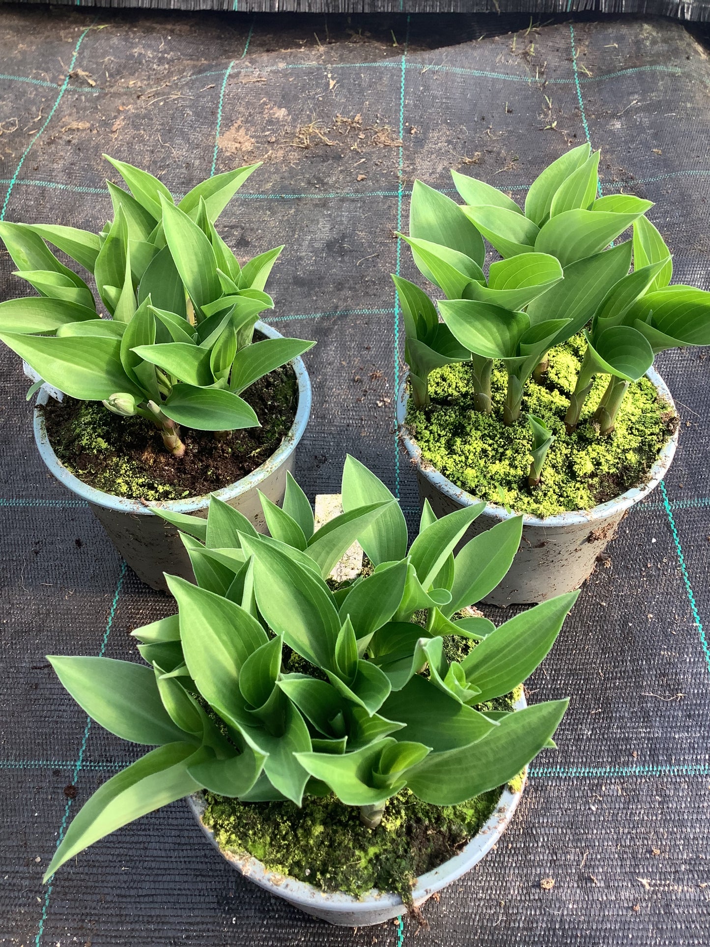 Hosta ‘Apple Green’