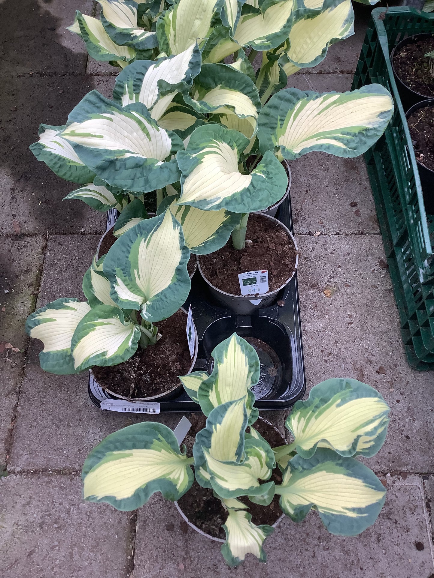 Hosta ‘Golden Meadows’ P15