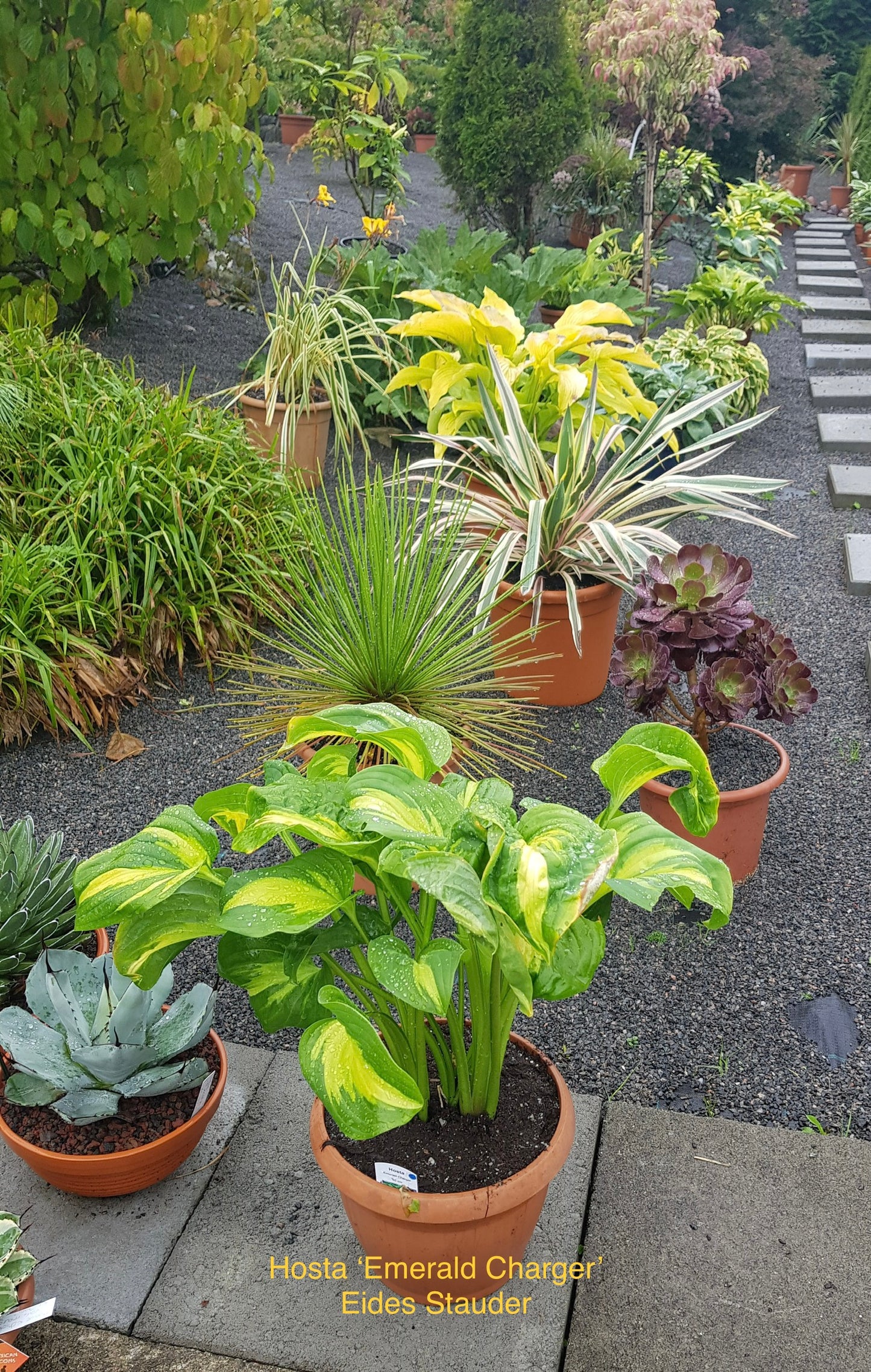 Hosta ‘Emerald Charger’