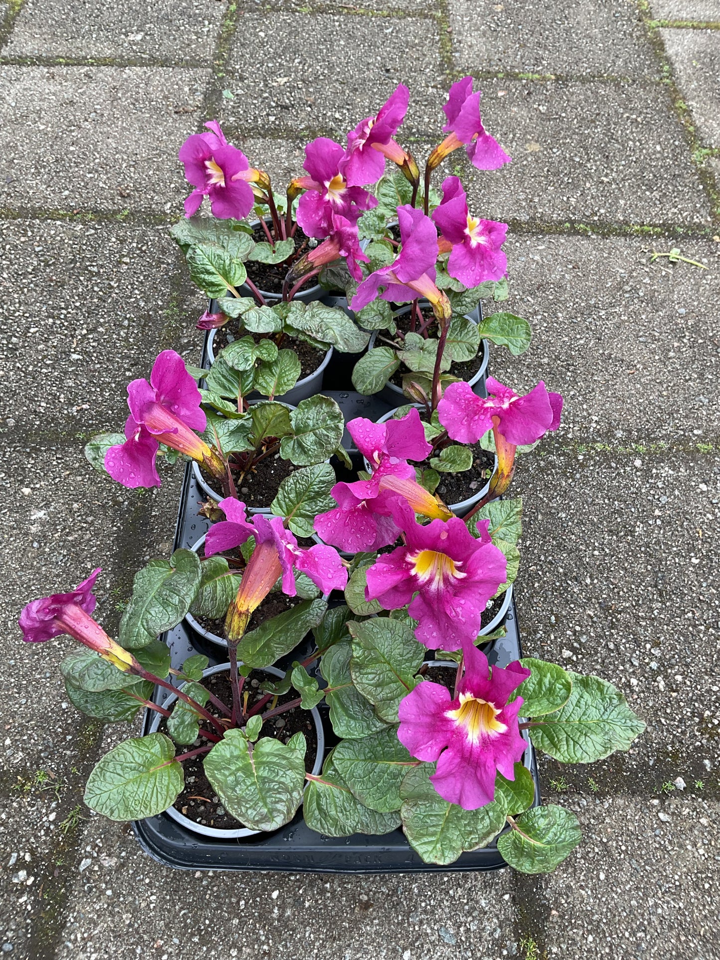 Incarvillea ‘Compacta’