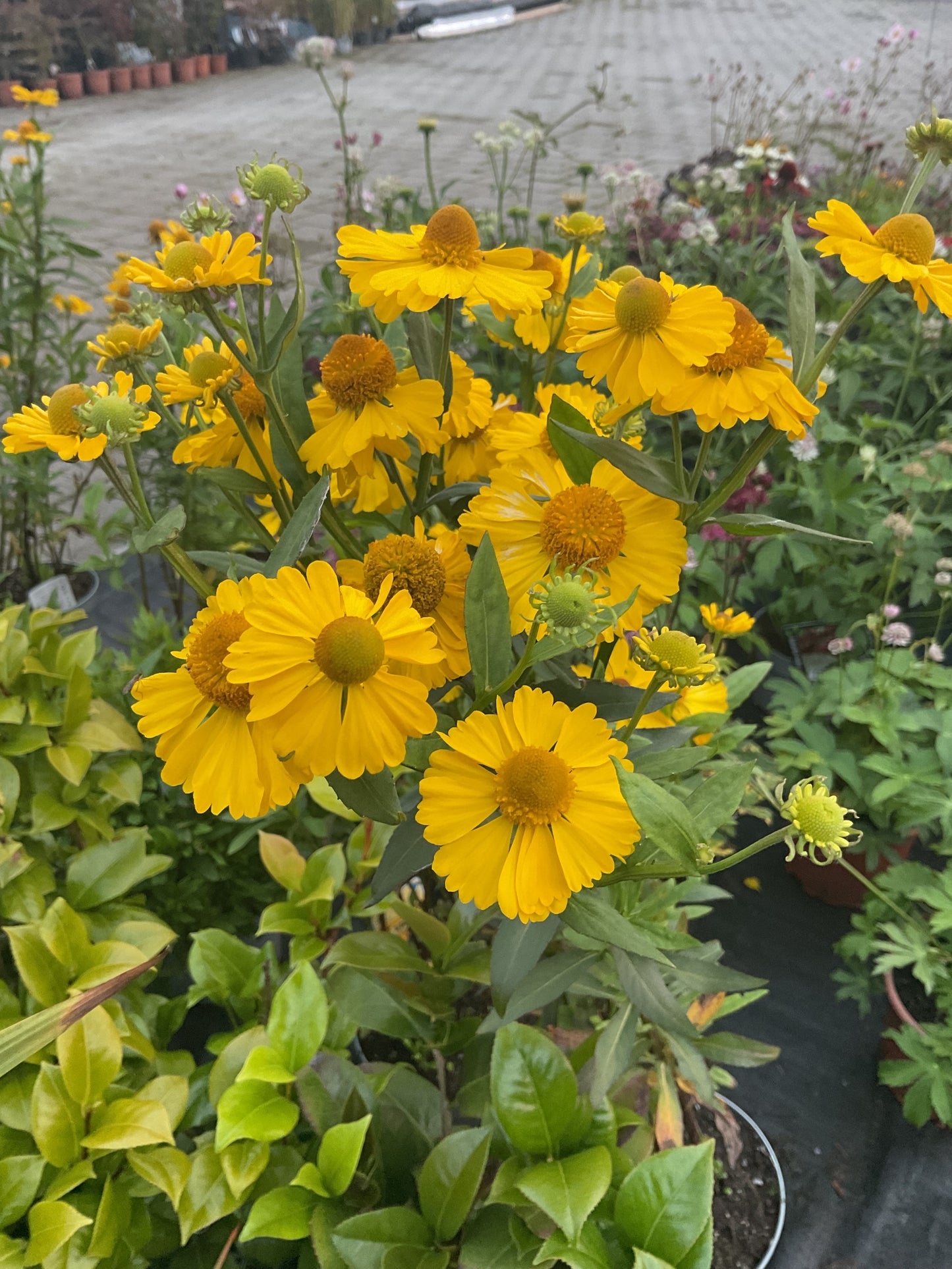 Helenium autumnale ‘Early Gold’