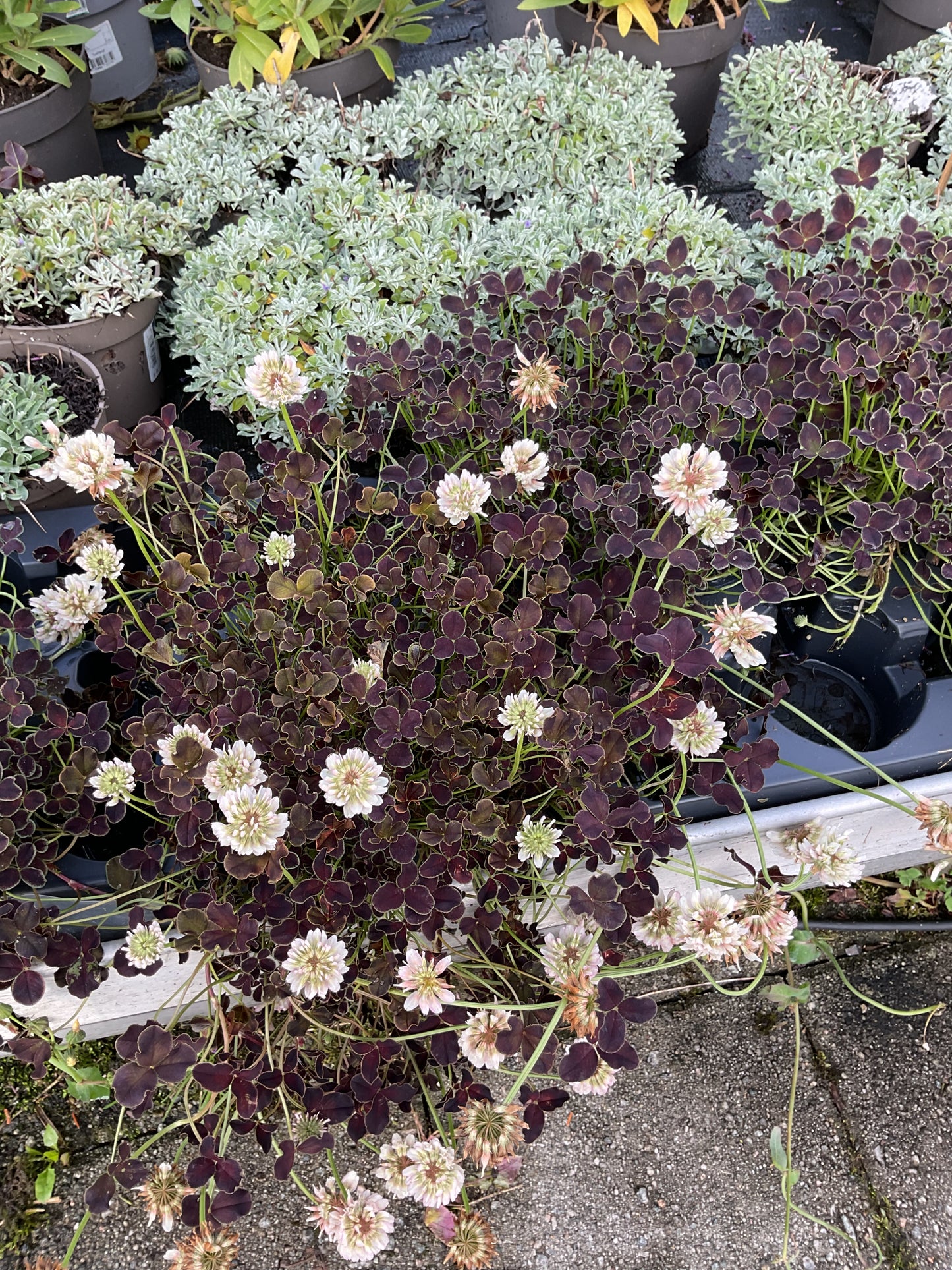 Trifolium repens ‘Dark Debbie’ P11