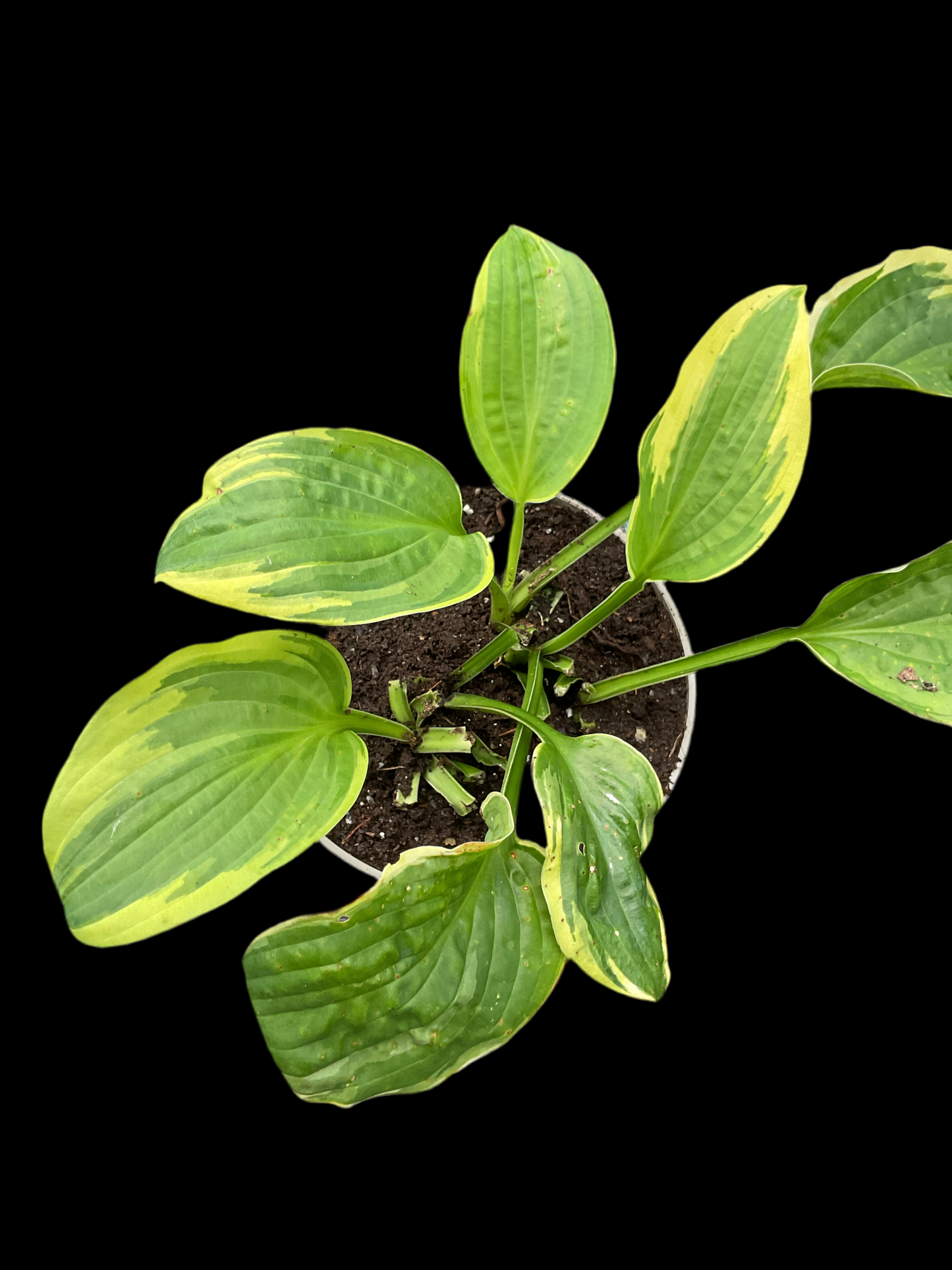 Hosta ‘Christmas Tree’
