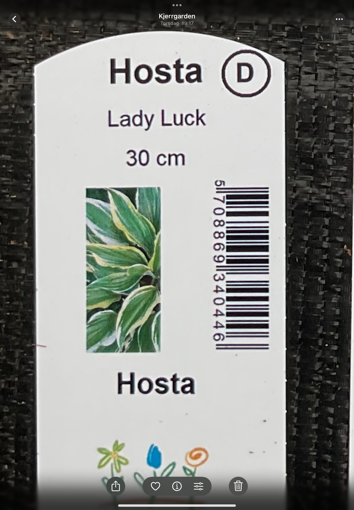 Hosta ‘Lady Luck’ P15