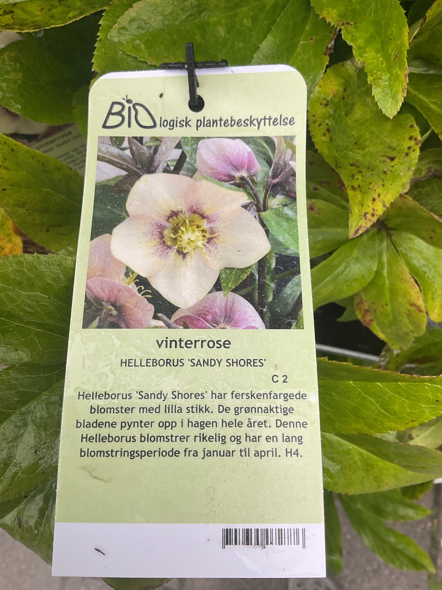 Helleborus orientalis ‘Sandy Shores’ P17