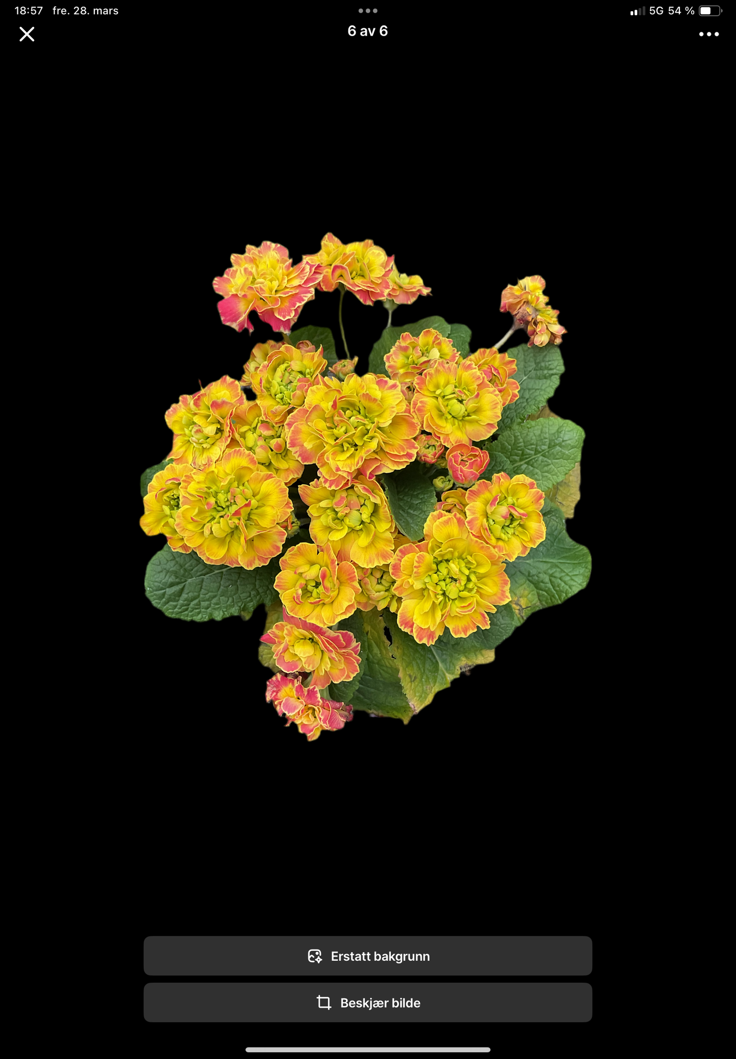 Primula Belarina ‘Carnival’ P12