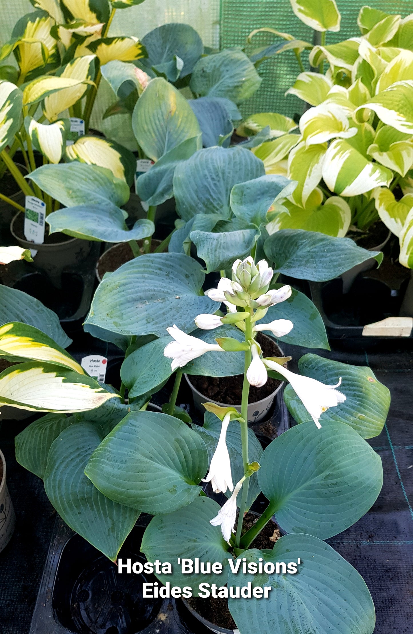 Hosta ‘Blue Vision’