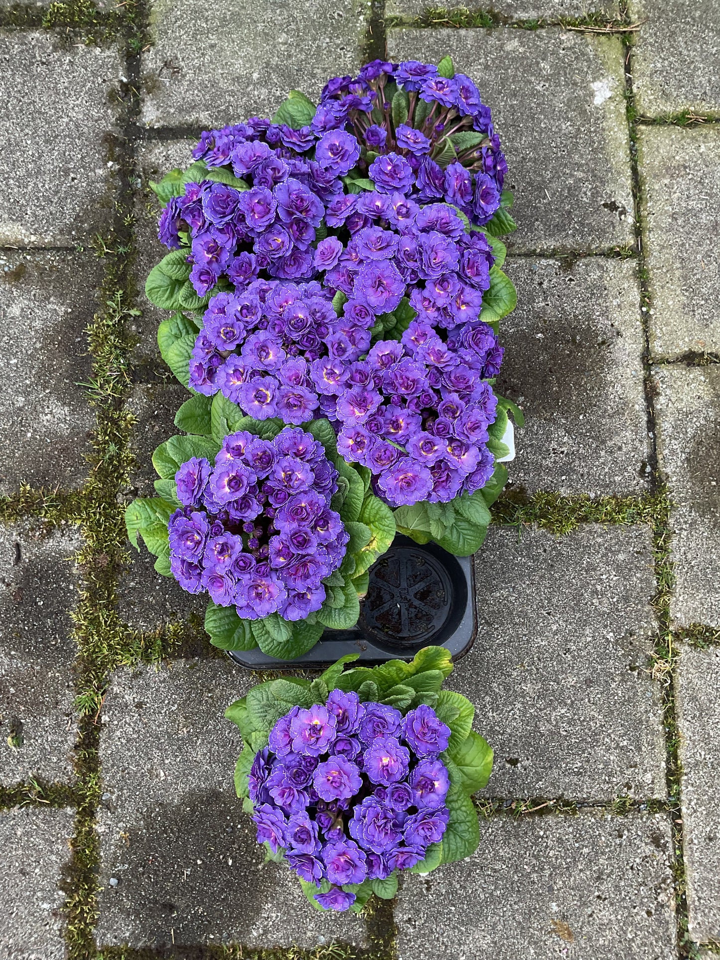 Primula Belarina ‘Violetta’ P13