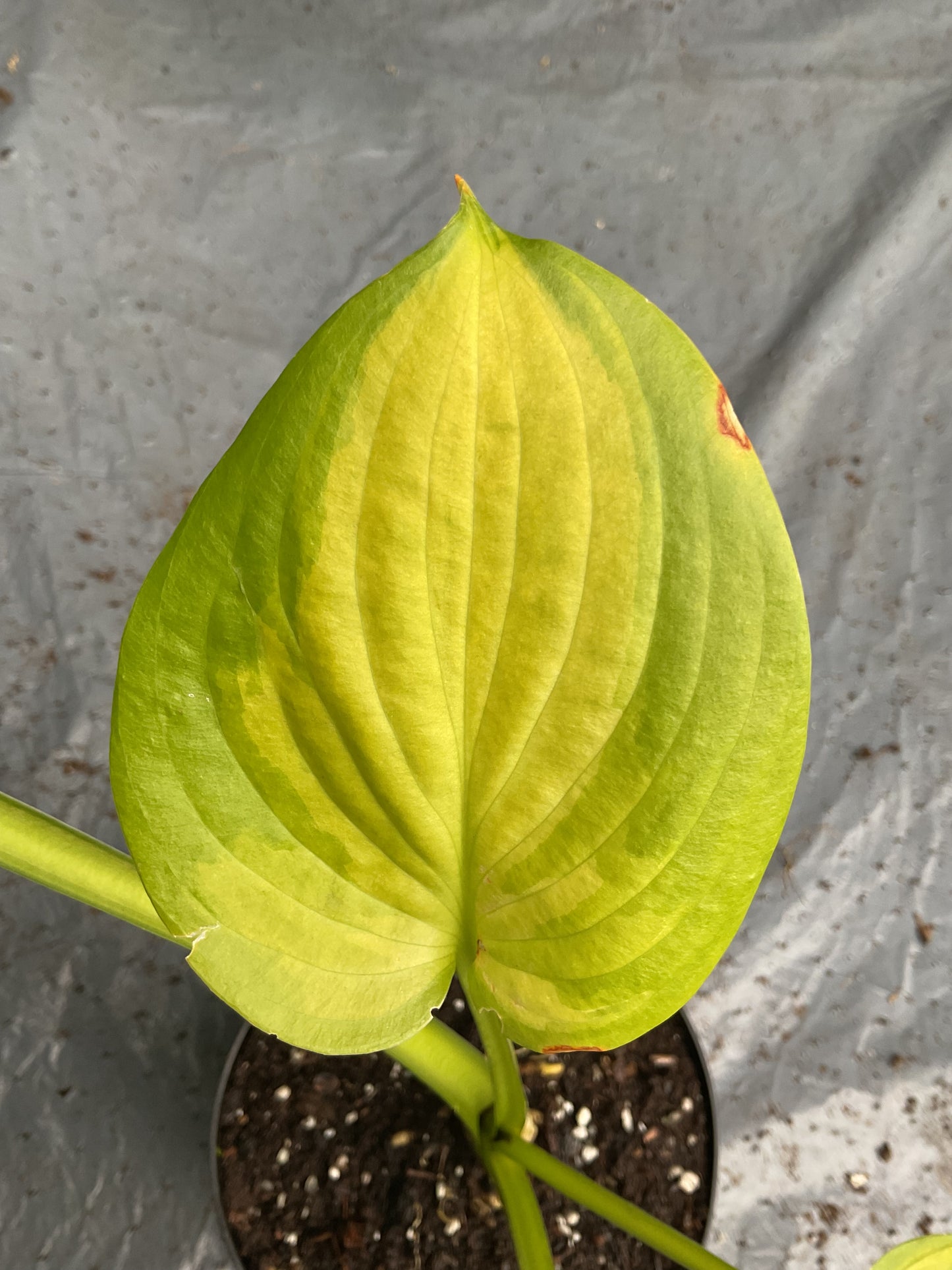 Hosta ‘Dance with Me’