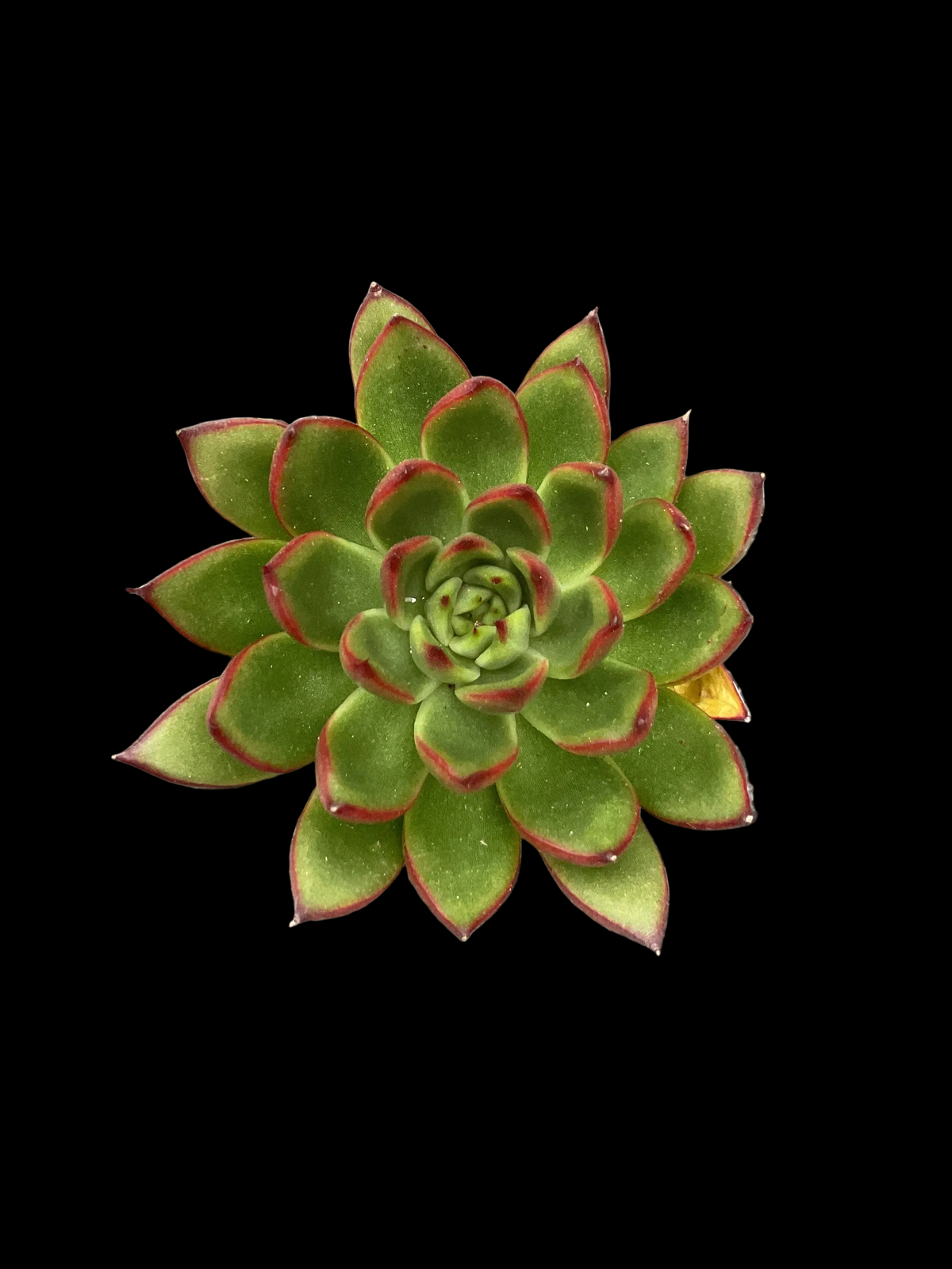 Echeveria agavoides 'Red Tip' P6
